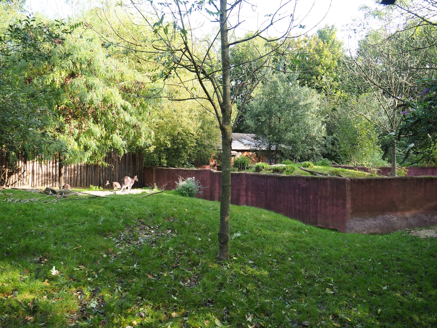 Smaller Eastern grey kangaroo and Swamp wallaby paddock, with Tasmanian devil exhibit behind, 2023-10-04