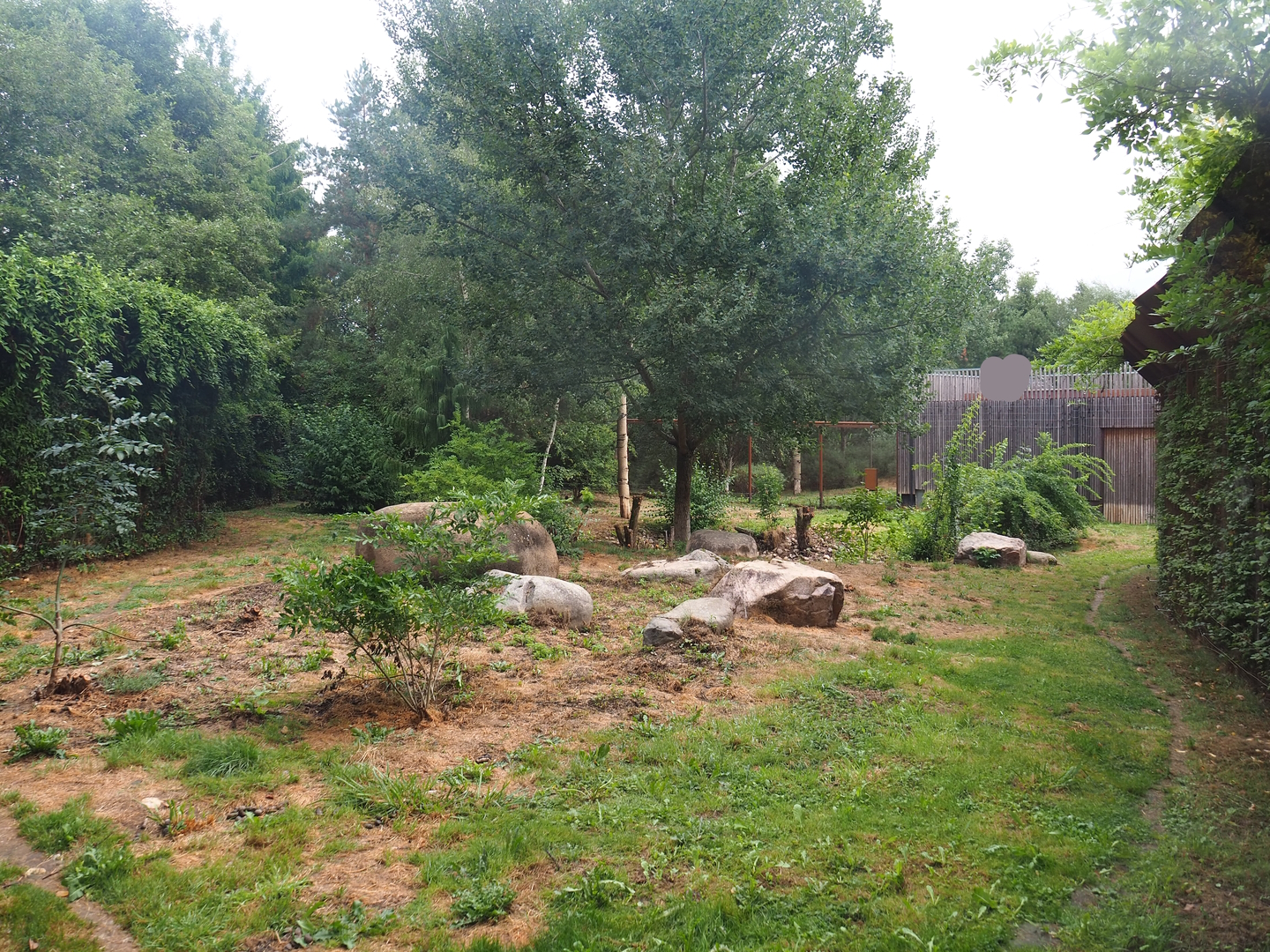 Smaller Eurasian lynx exhibit, 2022-08-20