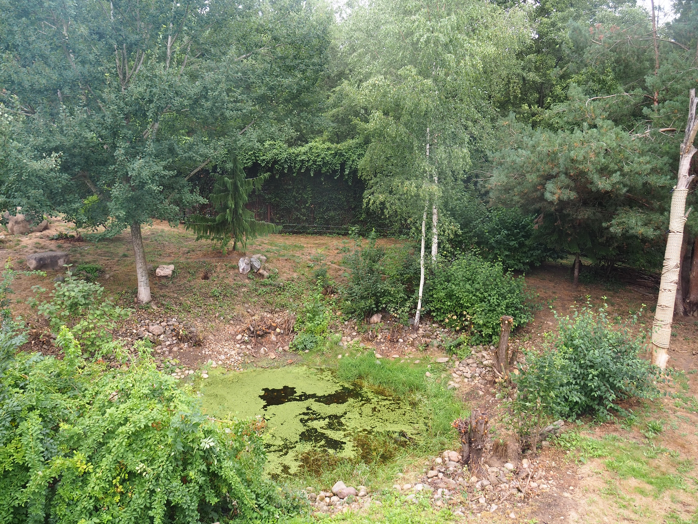 Smaller Eurasian lynx exhibit, 2022-08-20