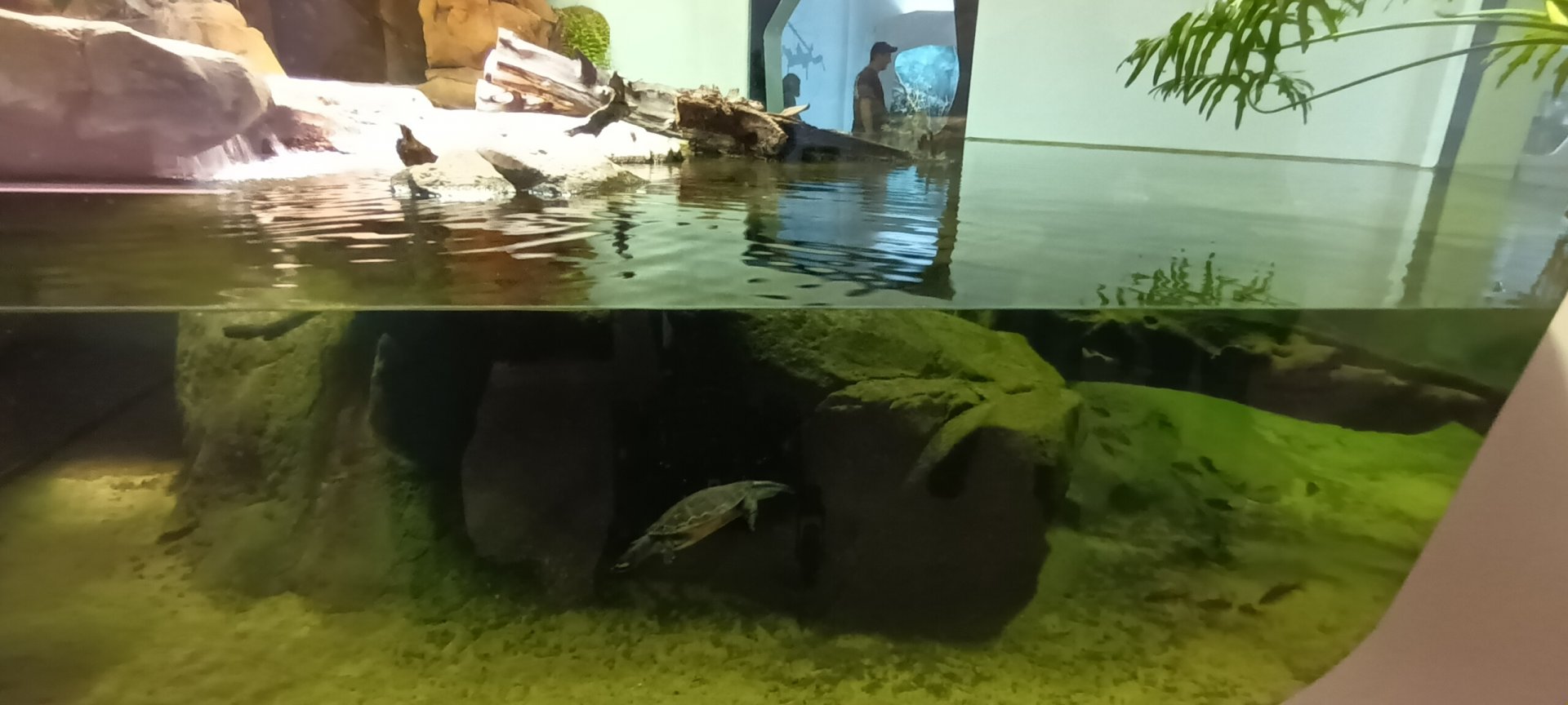 Smaller Fishes and Red bellied short neck Turtle