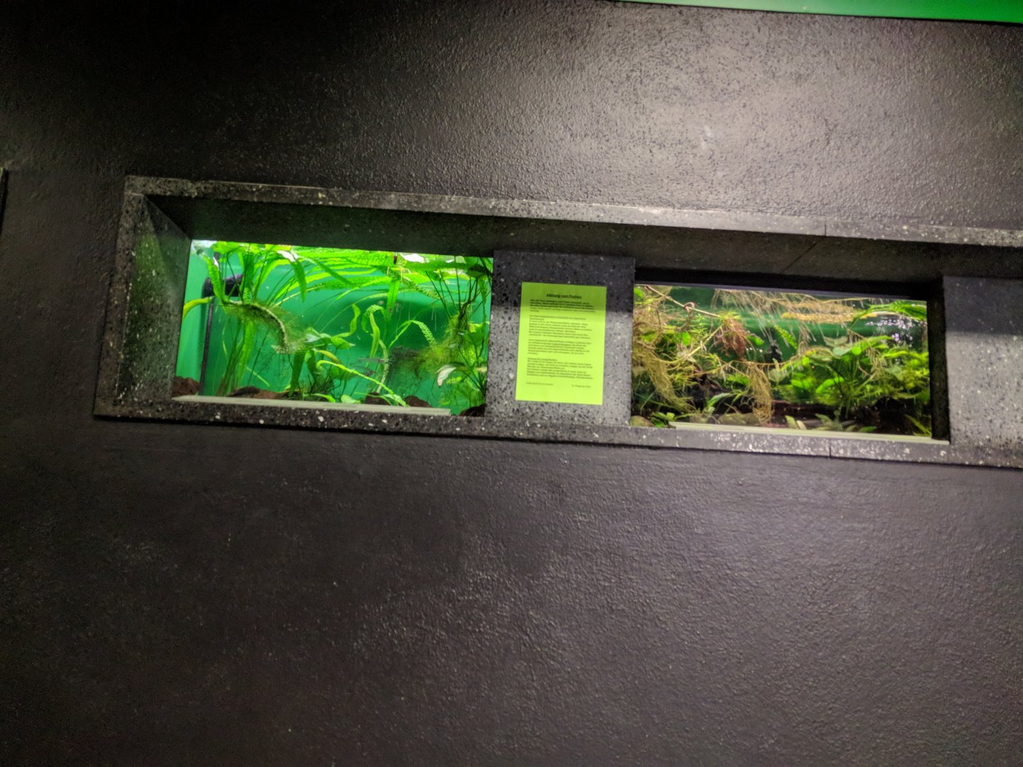 Smaller Freshwater Aquariums