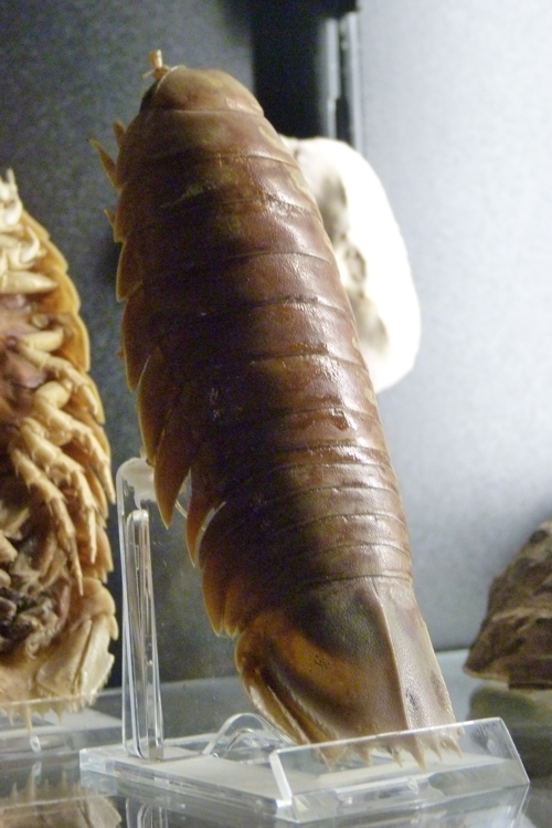 "Smaller" giant isopod (Bathynomus?) for ID