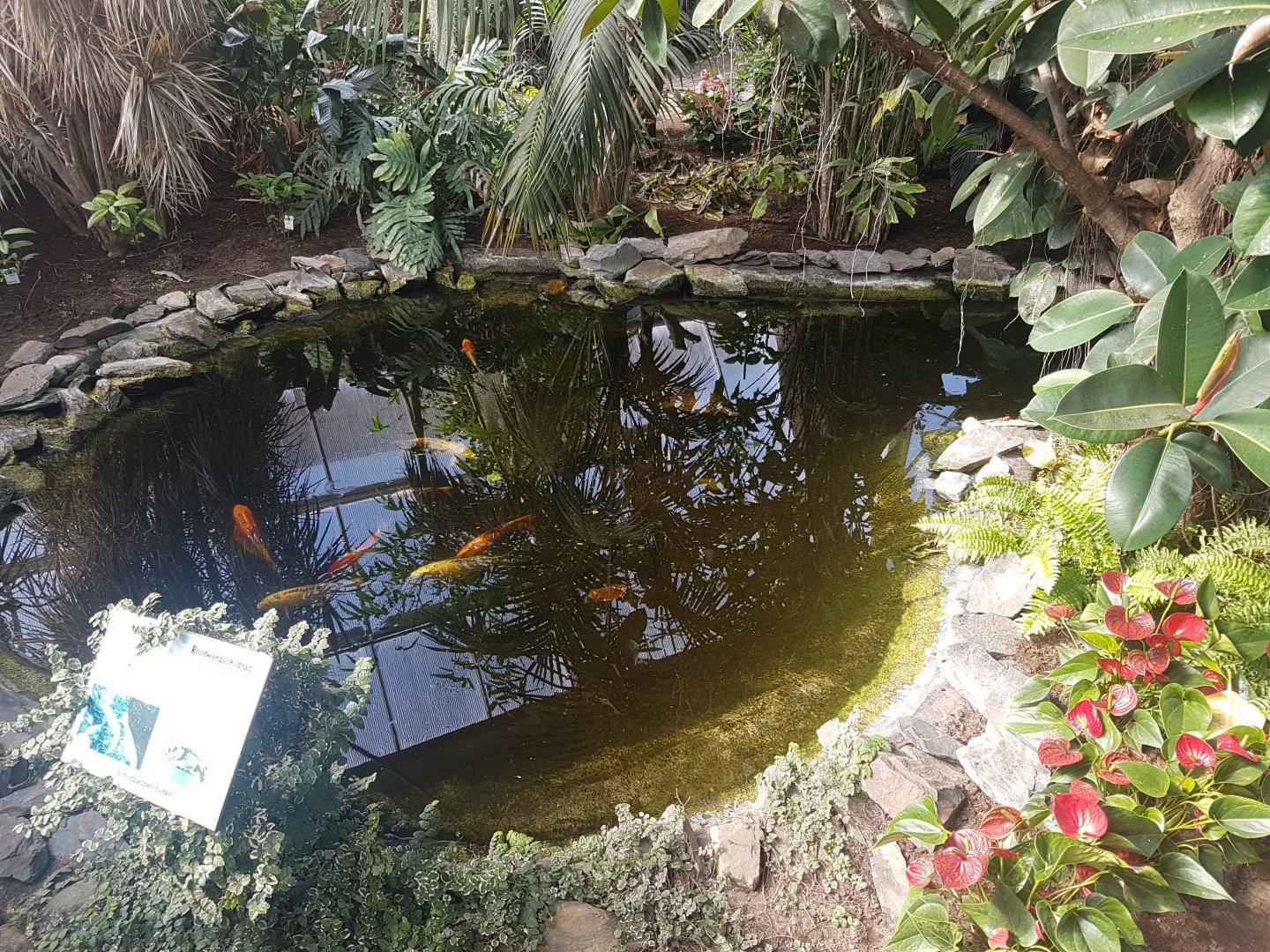 Smaller goldfish and turtle pond