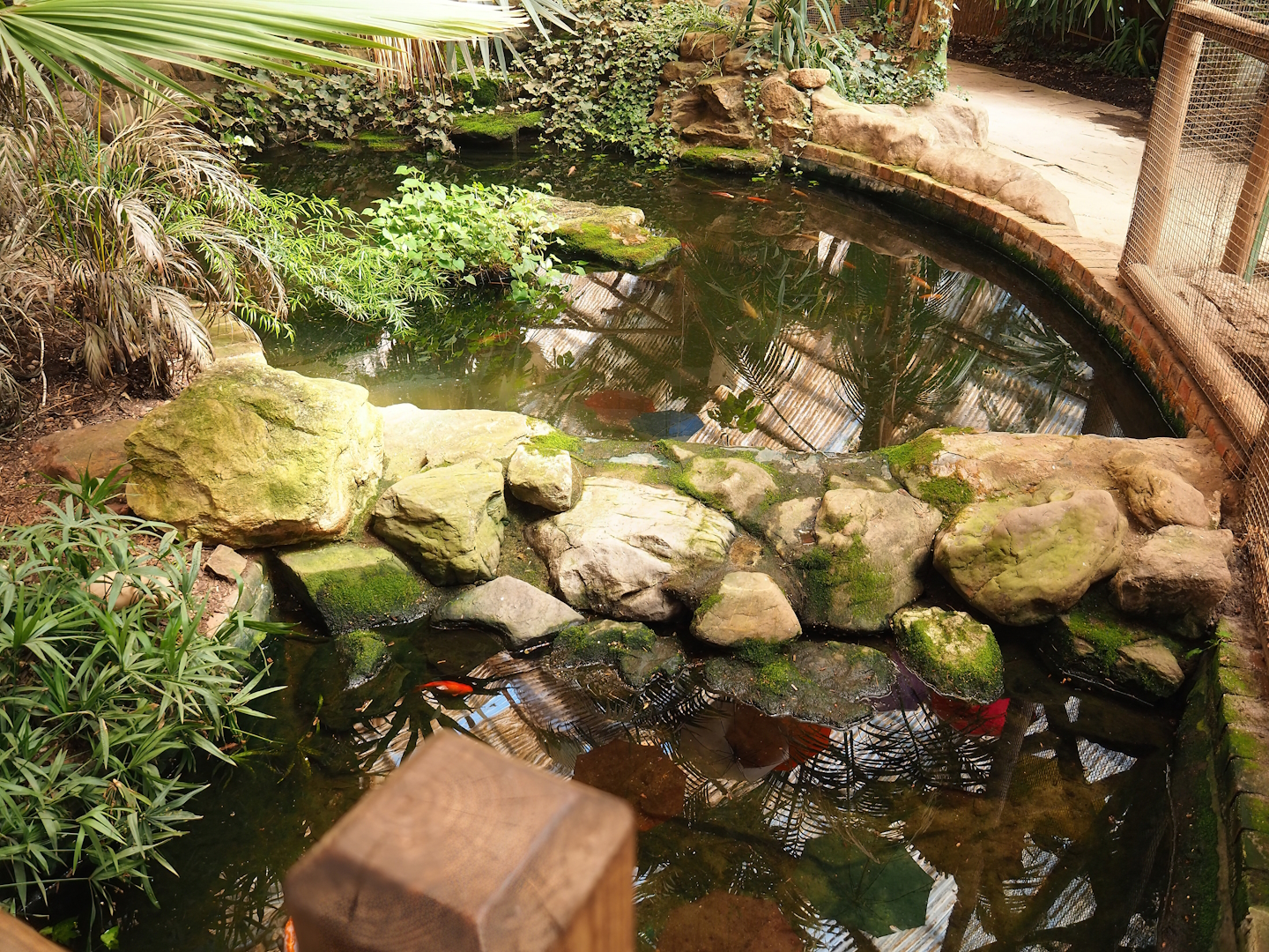 Smaller goldfish pond in aviary section of tropical building, 2023-05-19