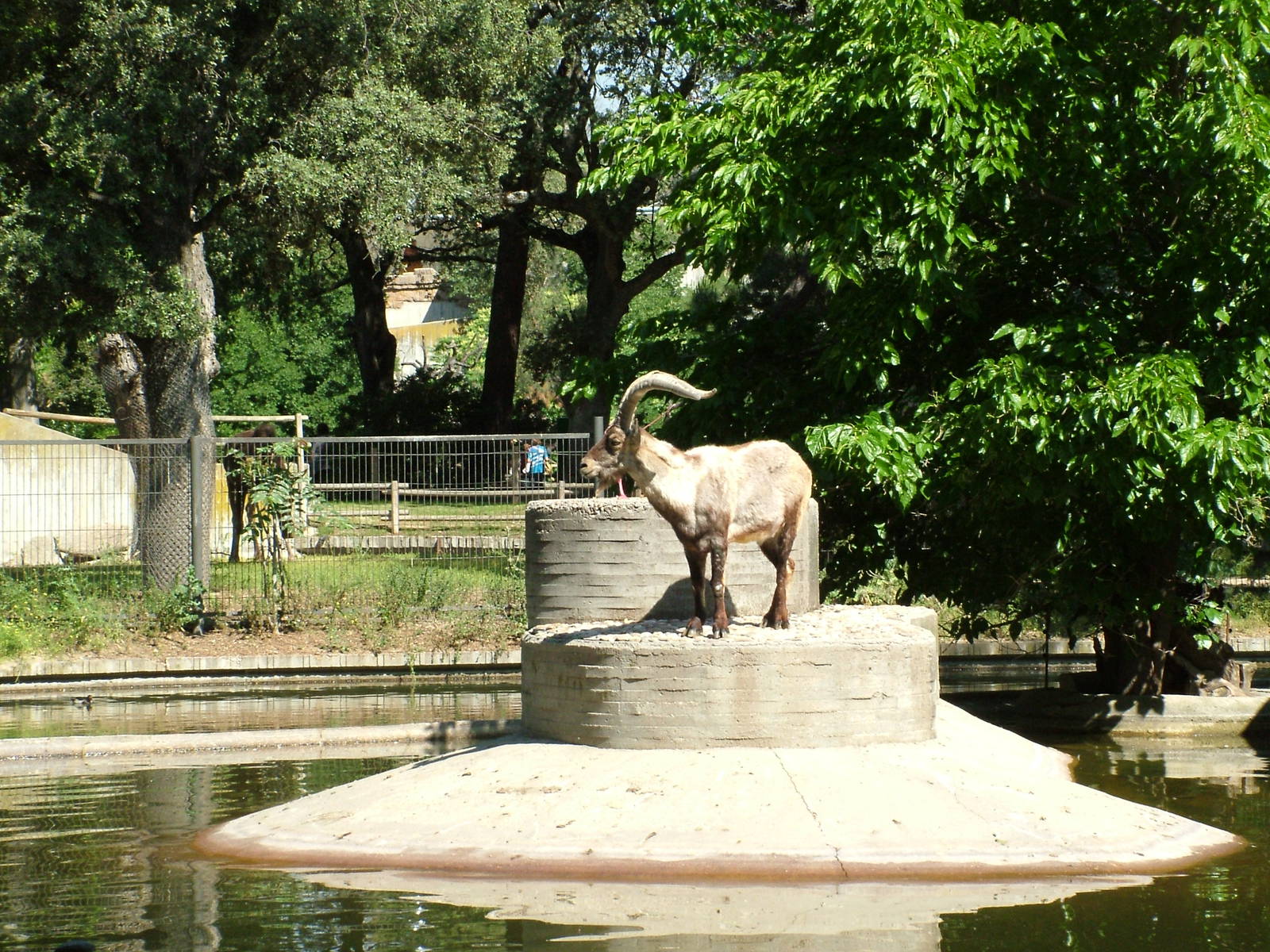 Smaller Ibex Island at Madrid Zoo Aquarium, 26/05/11