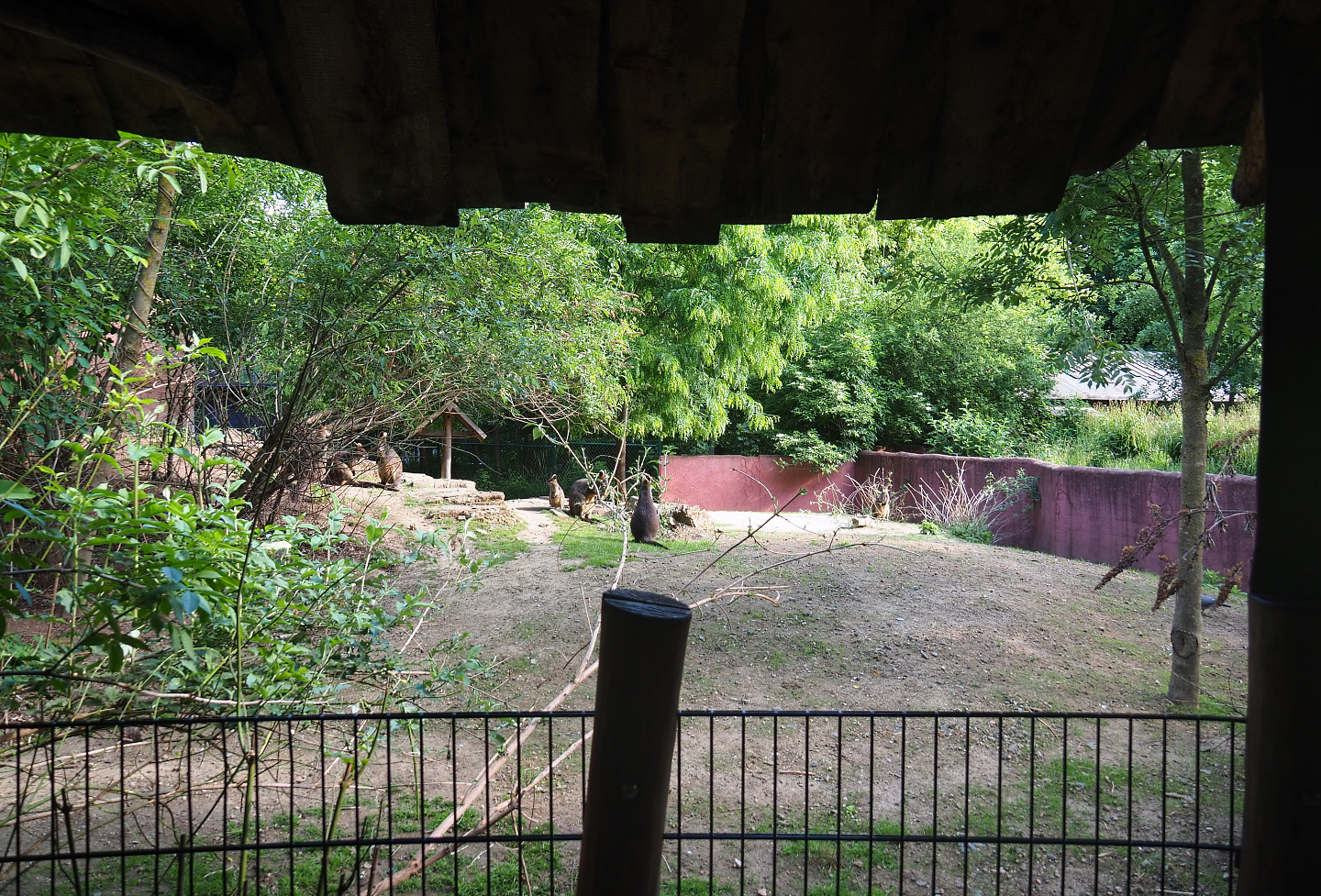 Smaller kangaroo and wallaby paddock, 2022-05-28