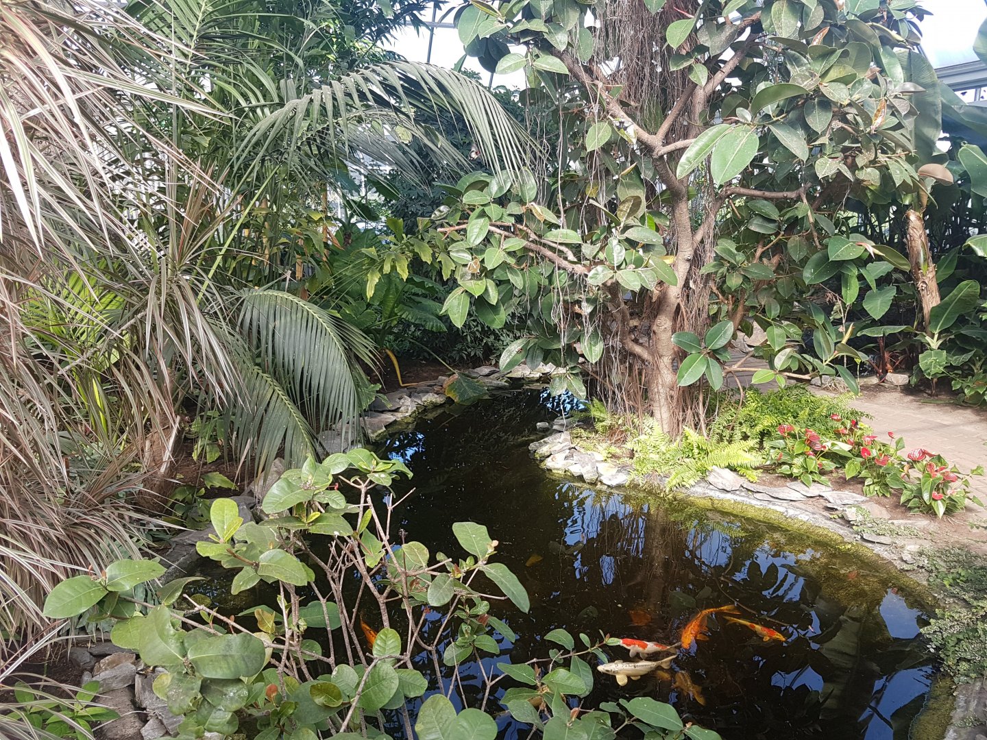 Smaller Koi-pond