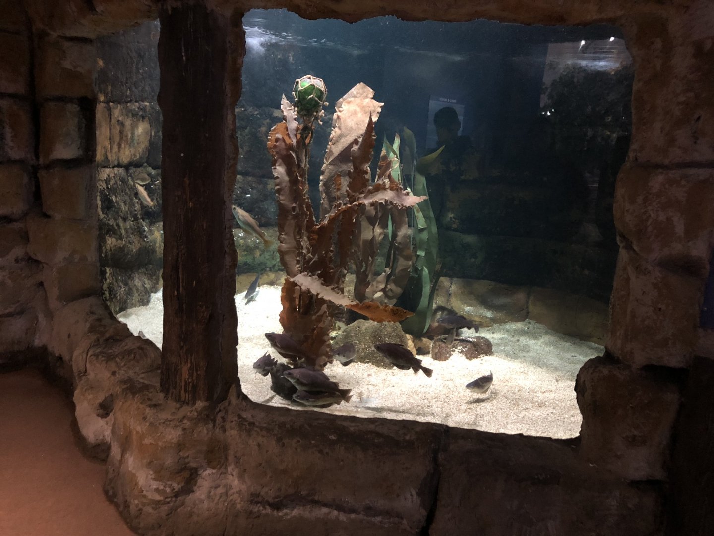 Smaller Local Marine Life Tank at Tynemouth Aquarium (2019)