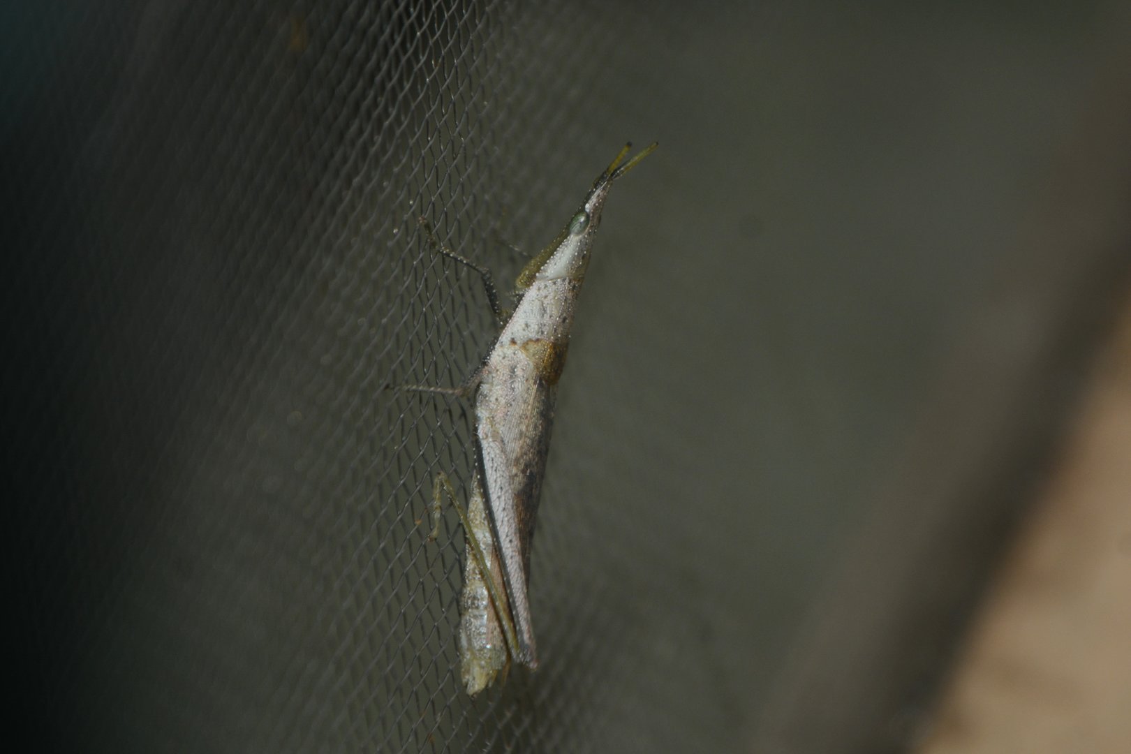 Smaller long-headed locust (Atractomorpha lata)