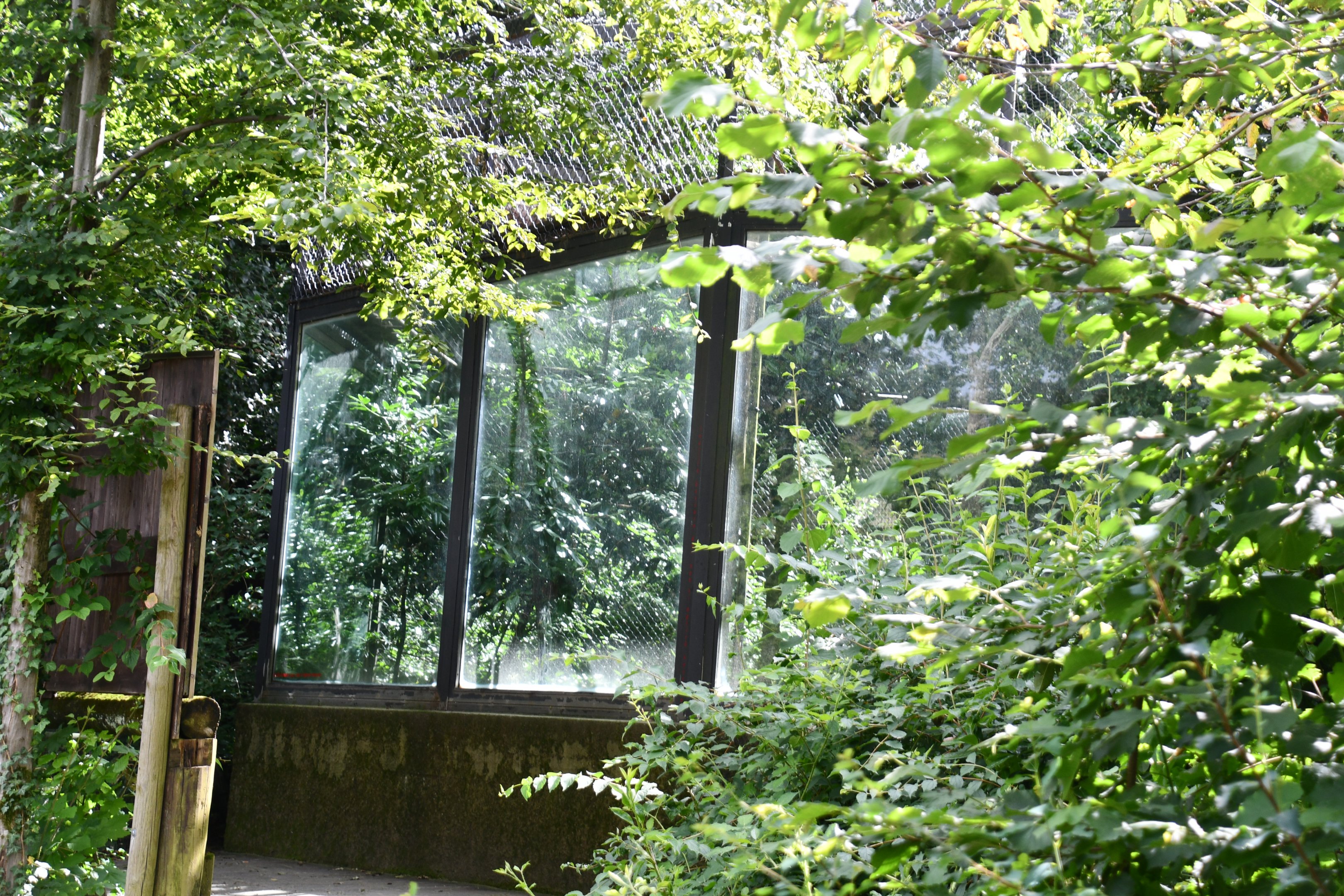 smaller of the two Snow Leopard exhibits
