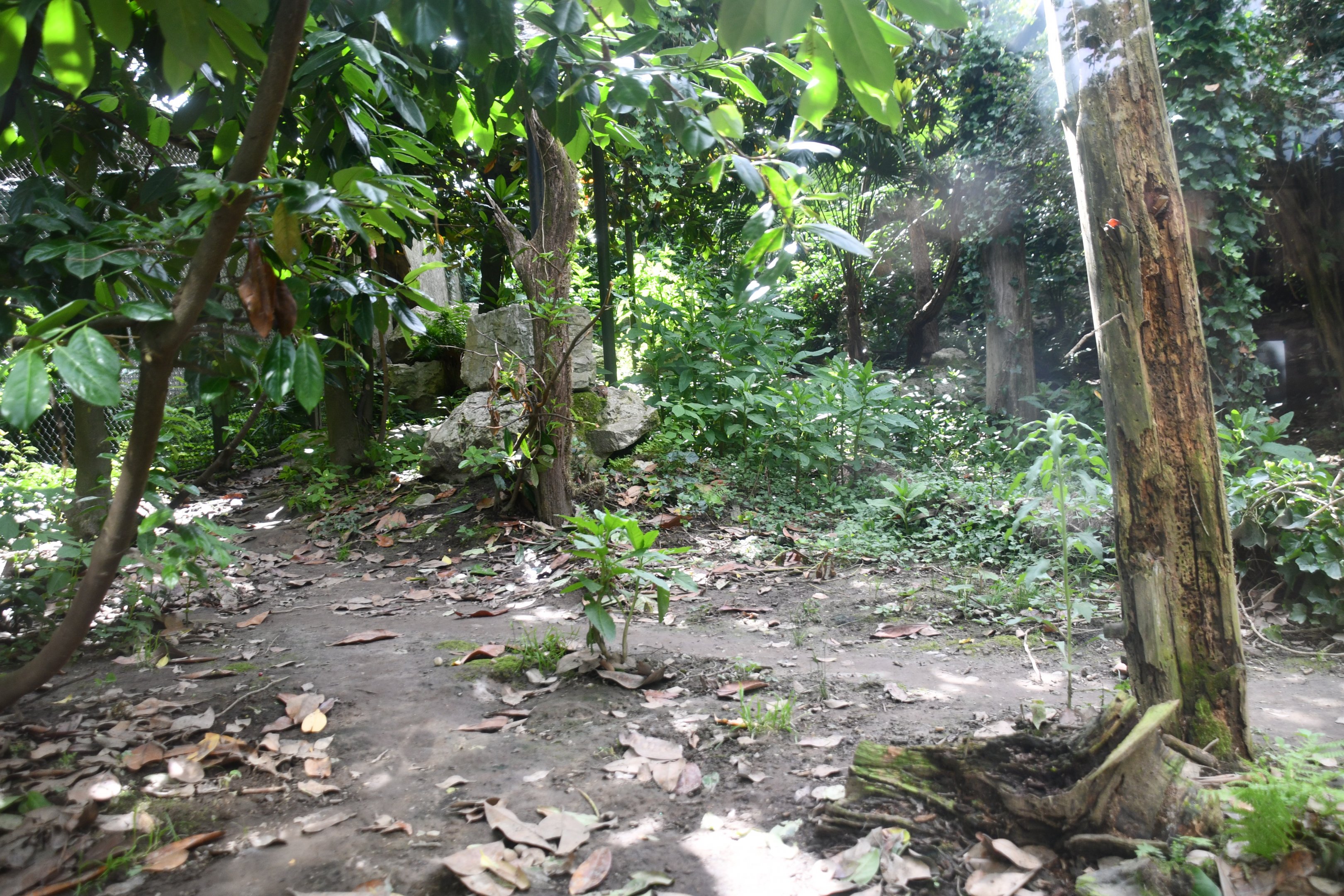 smaller of the two Snow Leopard exhibits