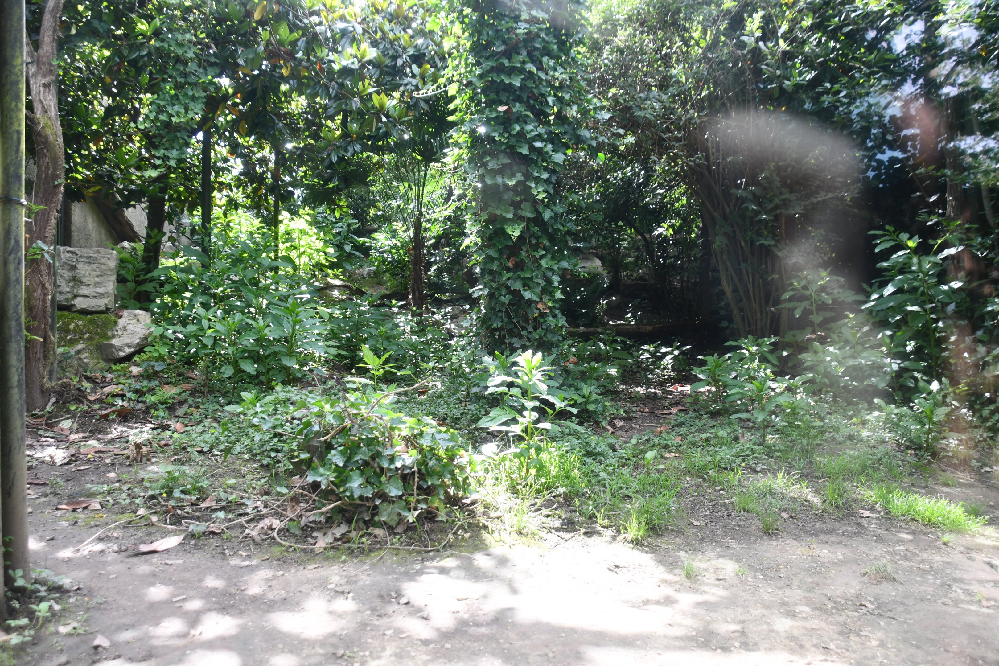 smaller of the two Snow Leopard exhibits
