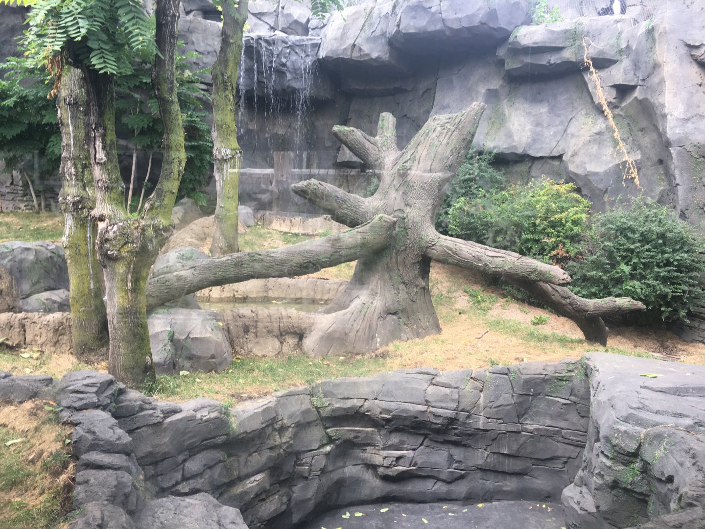 Smaller Outdoor Gorilla Yard