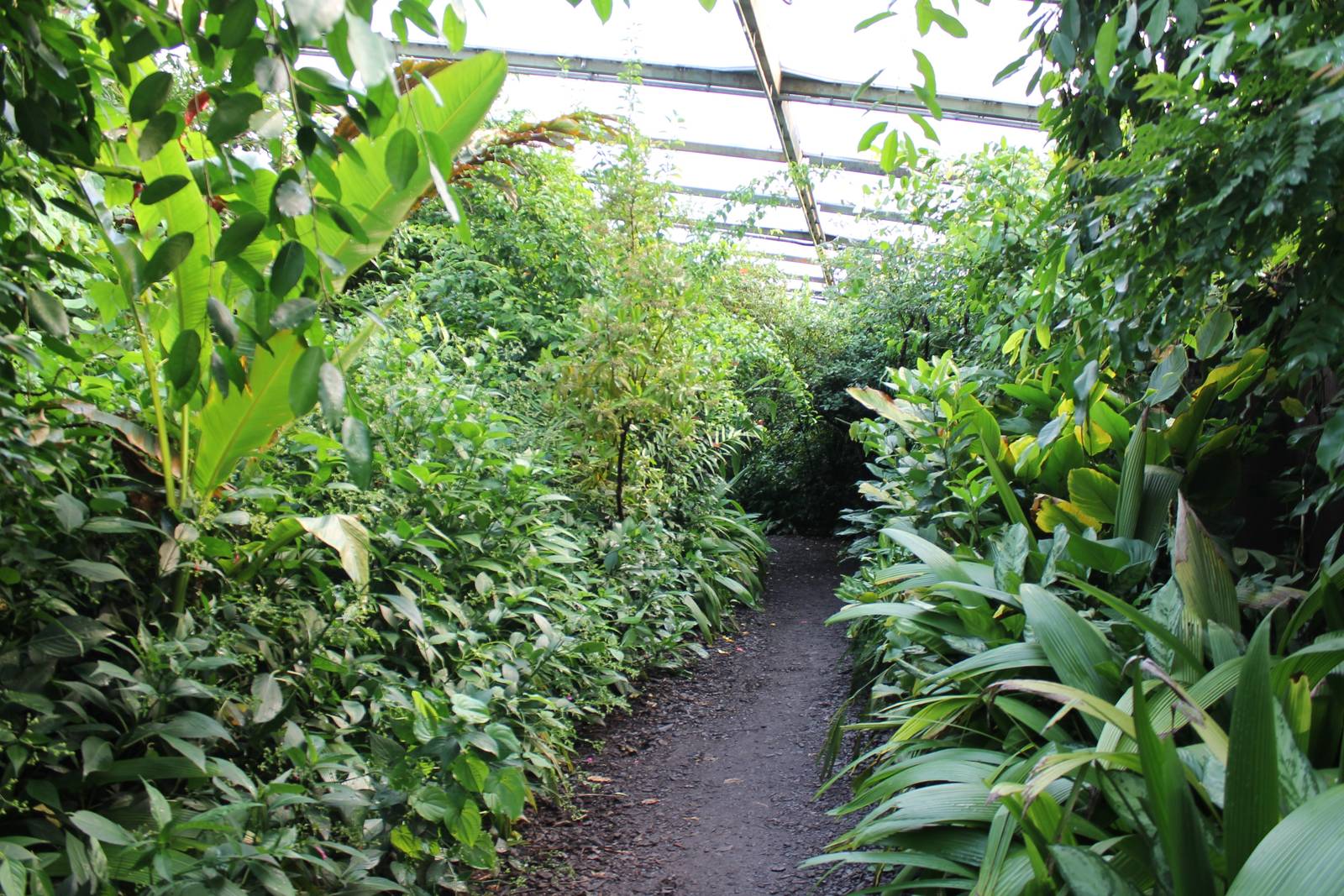 Smaller path-way in the Bush