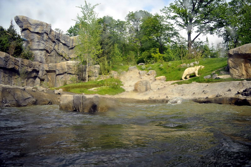 Smaller polarbear enclosure at Hannovers Yukon Bay.