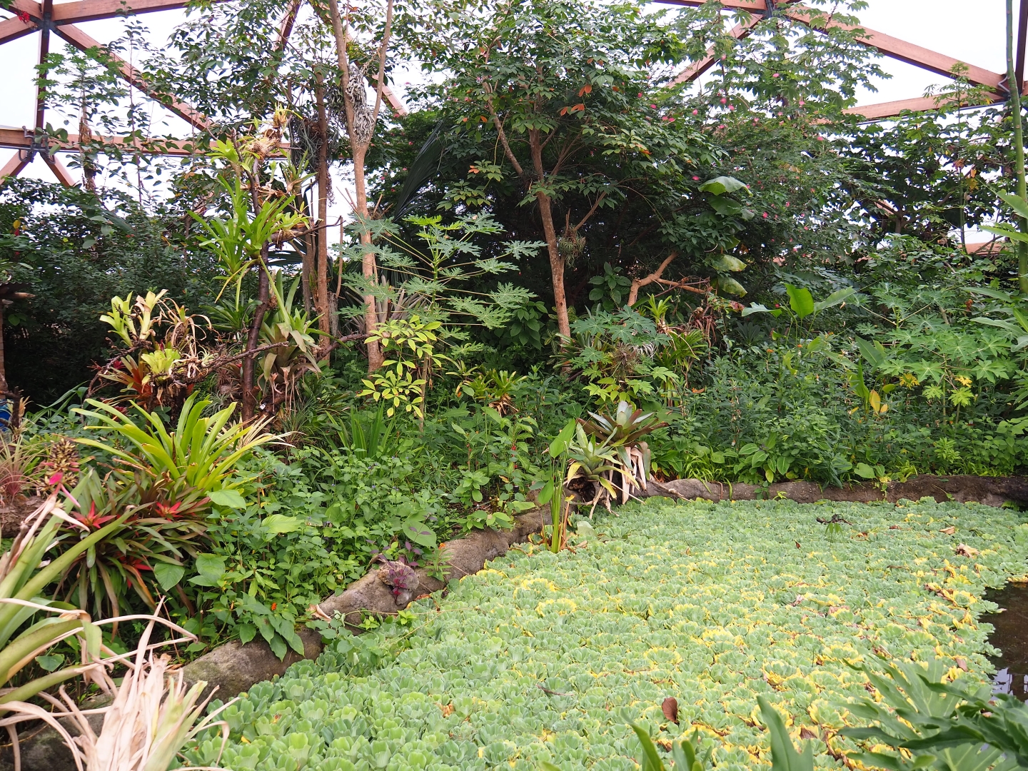 Smaller pond covered in water lettuce (Pistia stratiotes), Nov 10th, 2018)