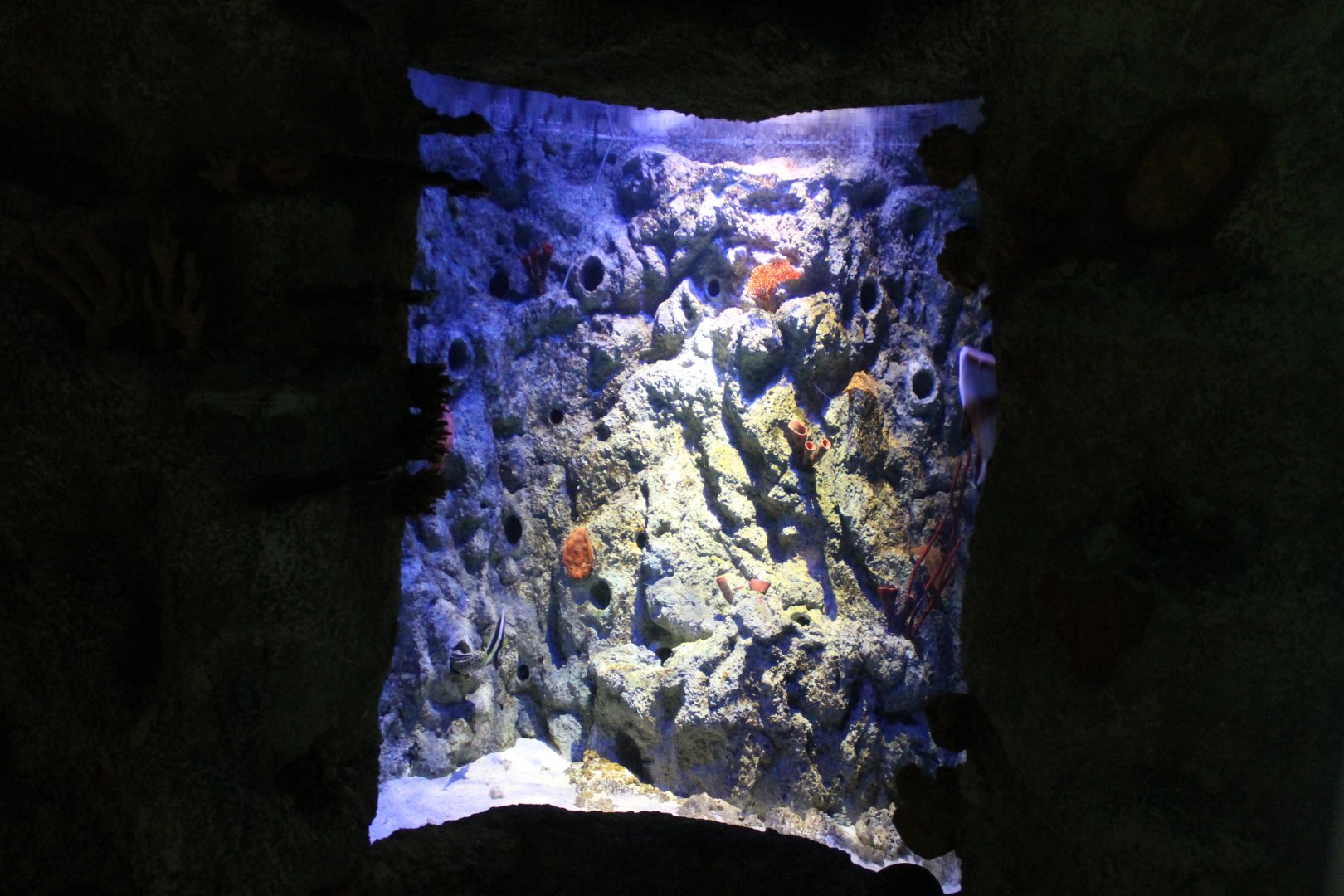 Smaller Reef-aquarium