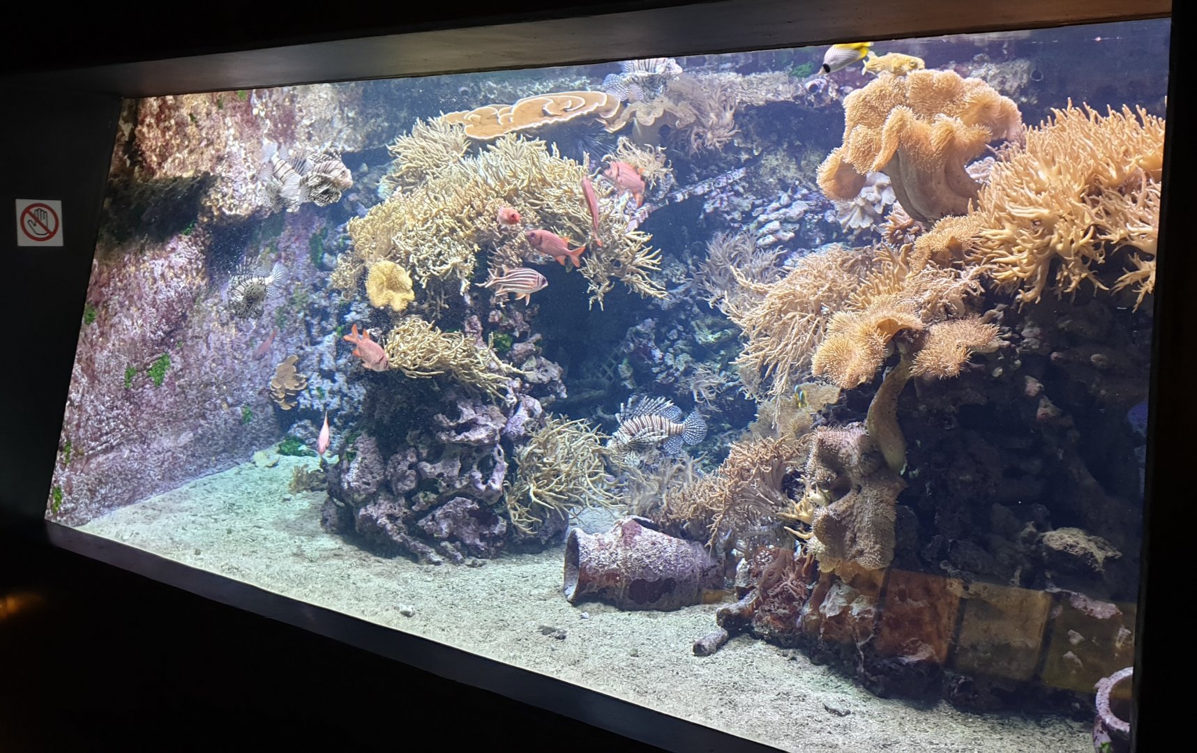 Smaller Reeffish tank