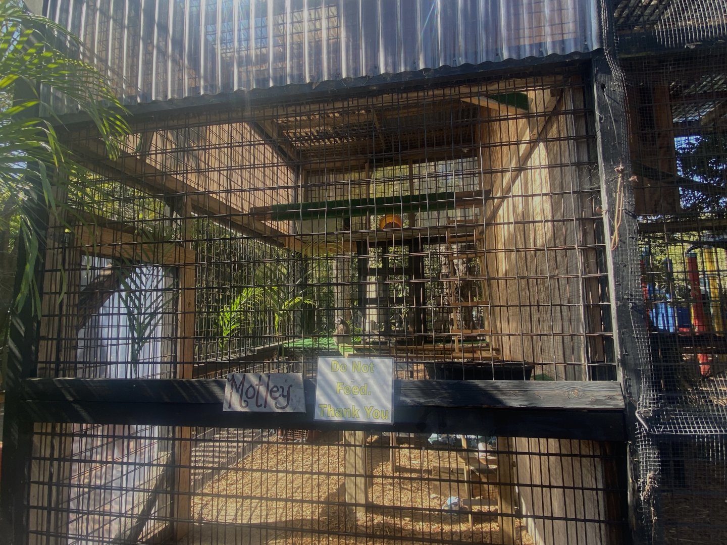 Smaller Ring-Tailed Lemur Exhibit