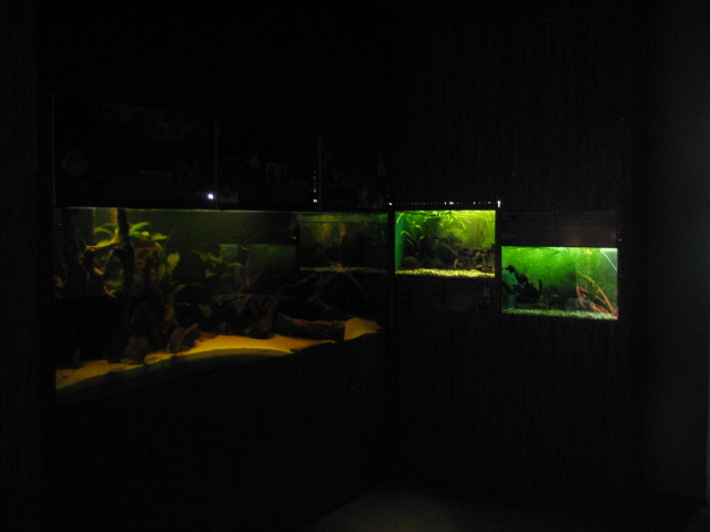 Smaller S-American tanks in Victoria House