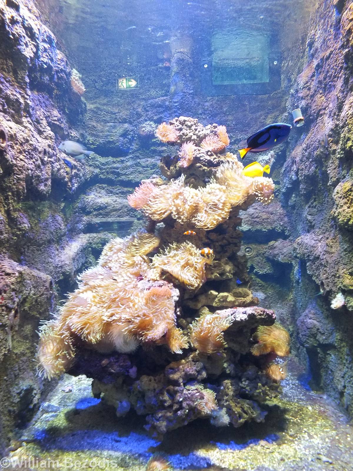 Smaller Saltwater Tank in the Newly Renovated Aquarium