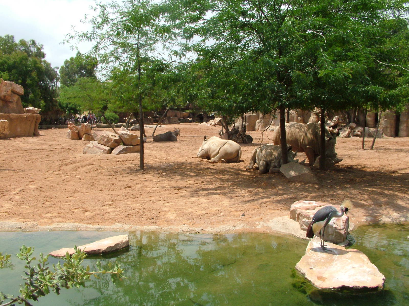 Smaller Savannah at Bioparc Valencia, 28/05/11