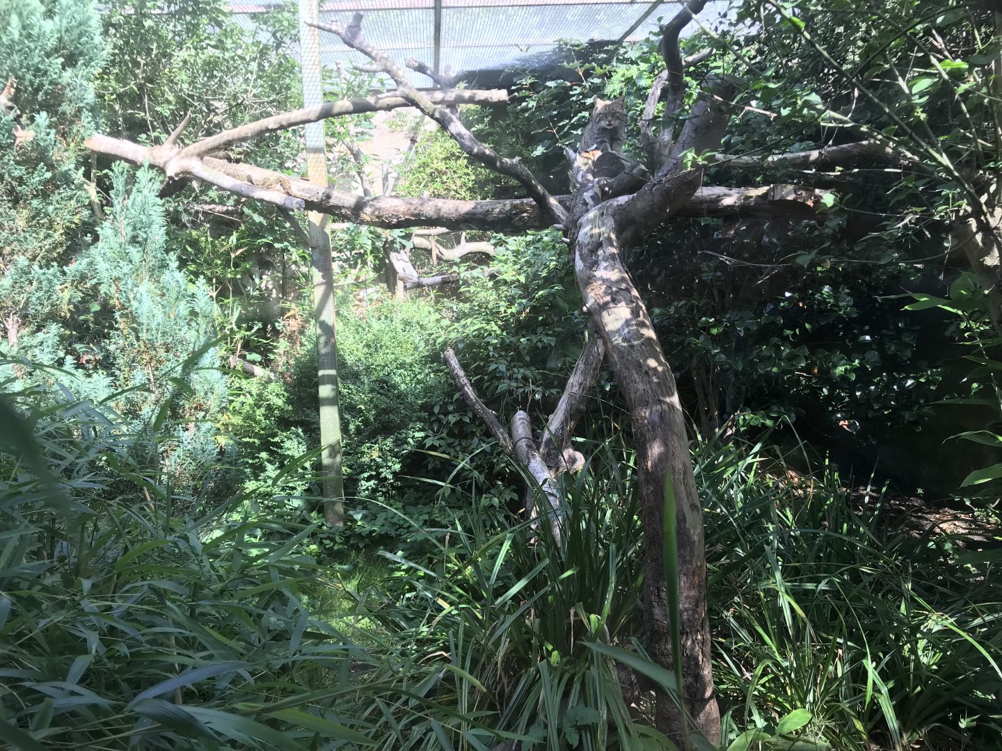 Smaller Scottish wildcat  enclosure (2)