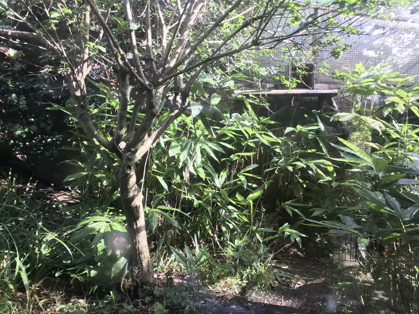 Smaller Scottish wildcat  enclosure