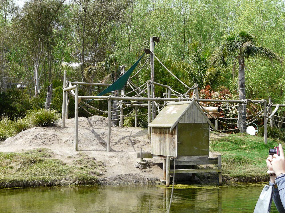 Smaller siamang island