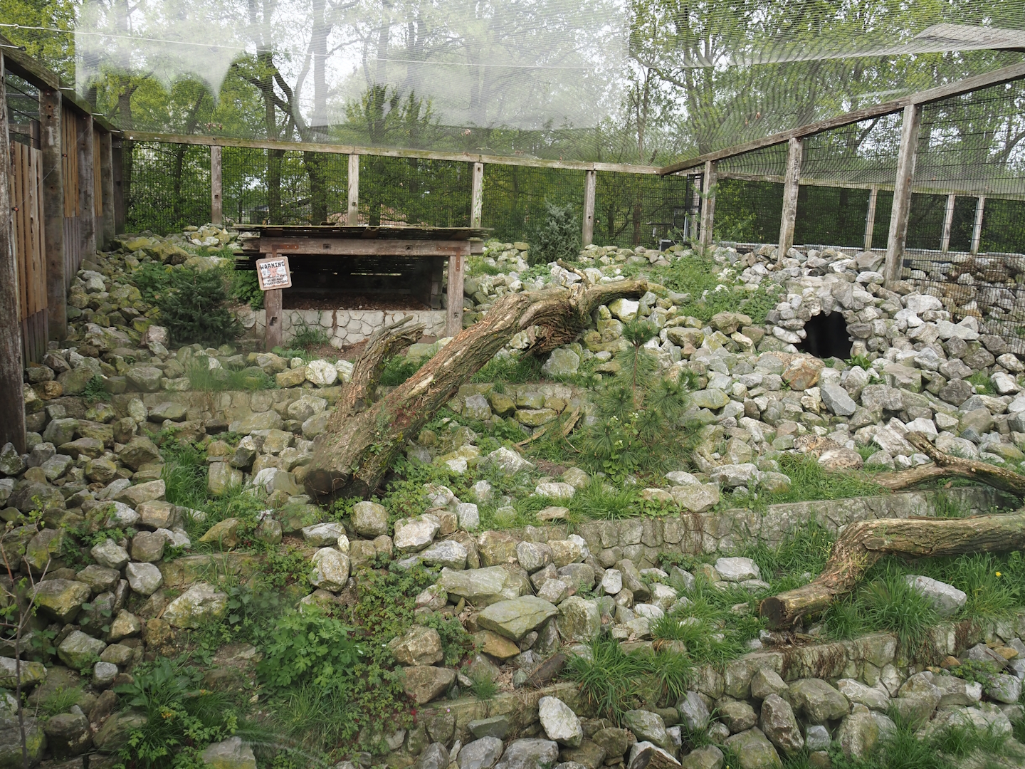 Smaller snow leopard exhibit, 2024-04-14