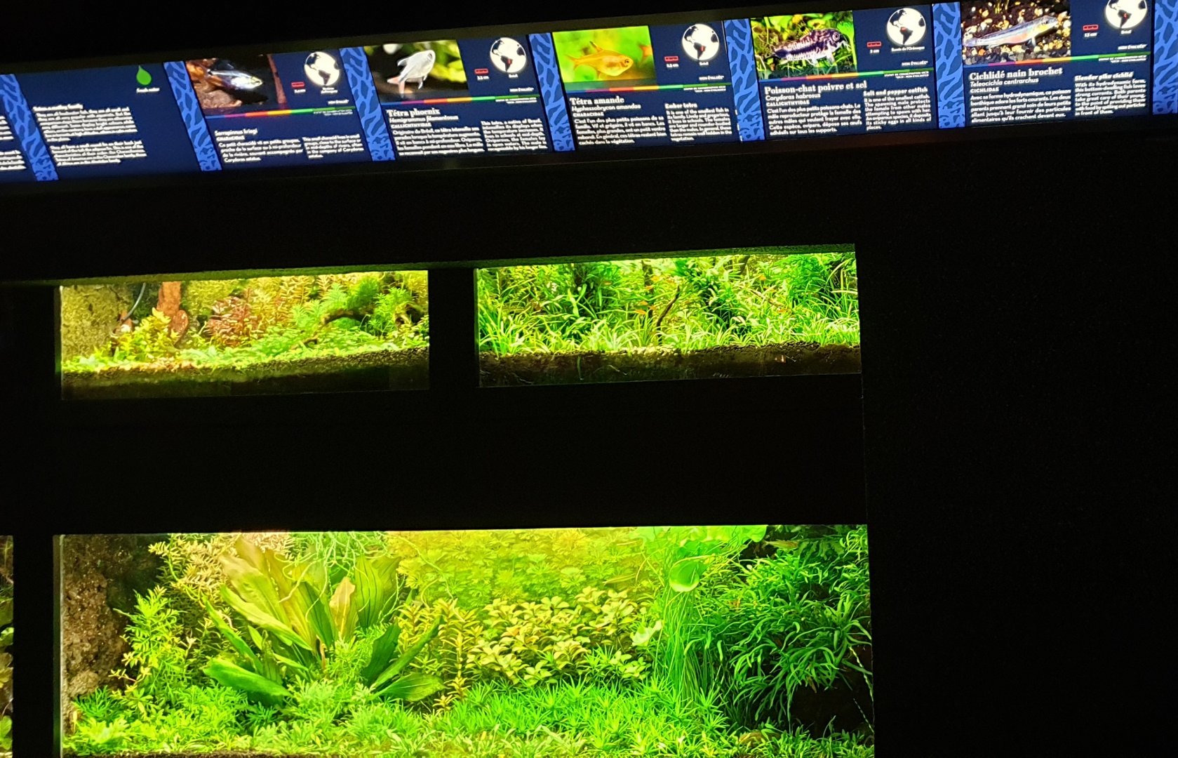 Smaller South-american freshwater aquariums