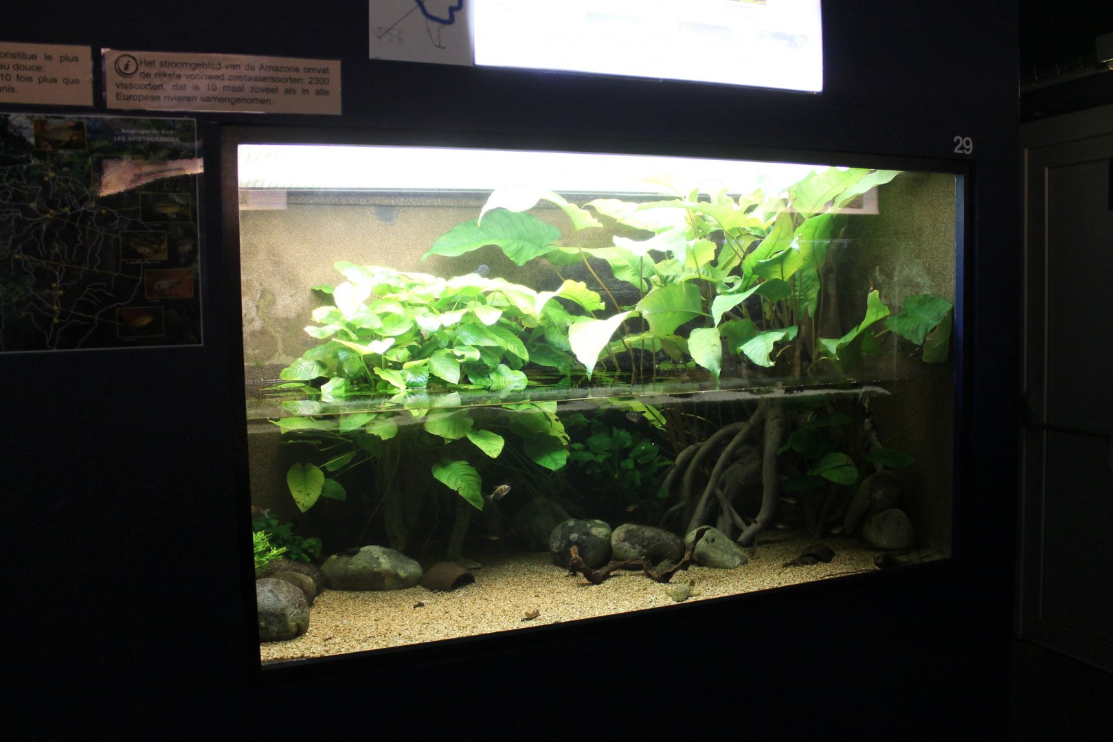 Smaller South-american freshwater tank
