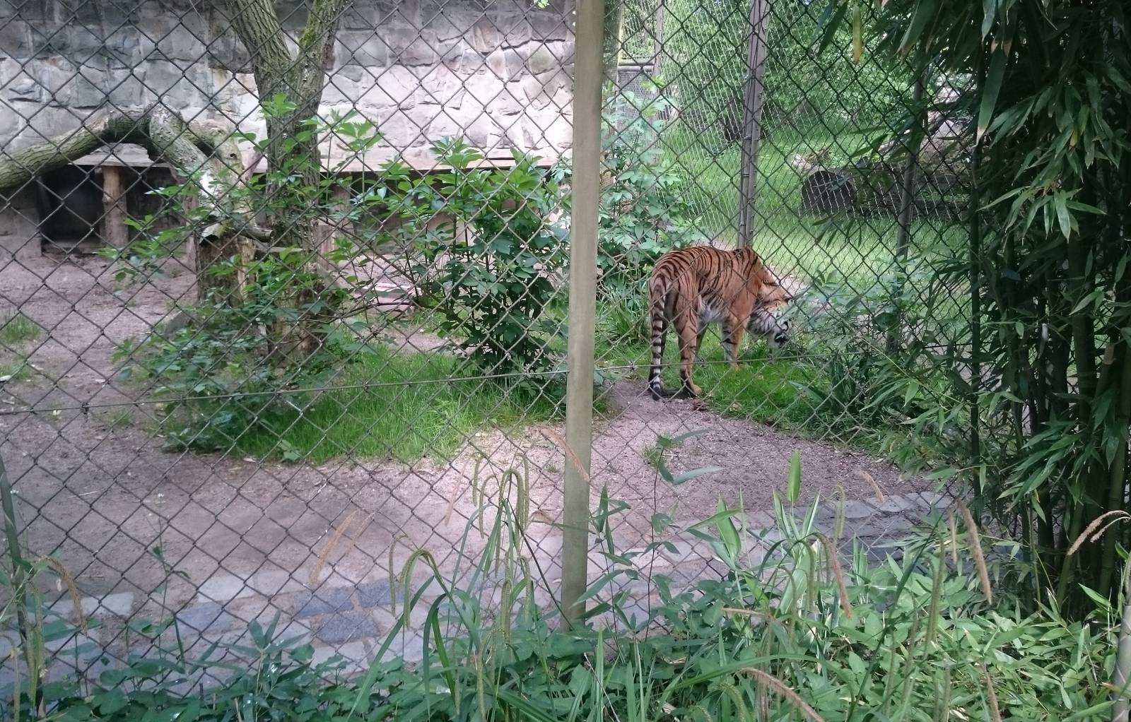 Smaller Sumatran enclosure