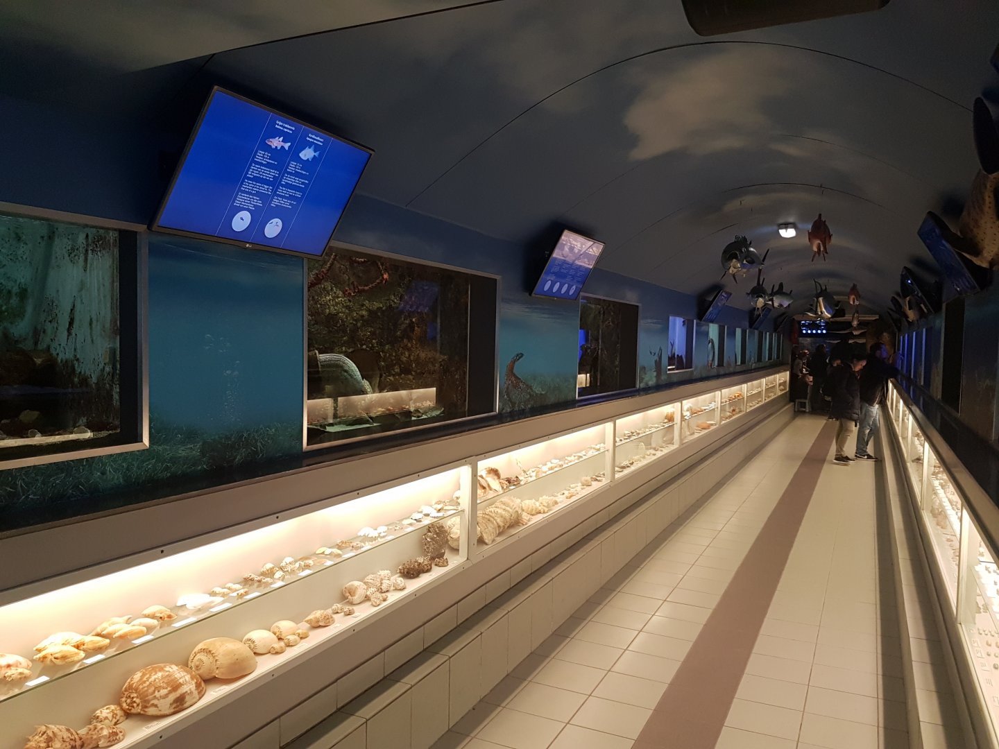 Smaller tanks and shell-collection