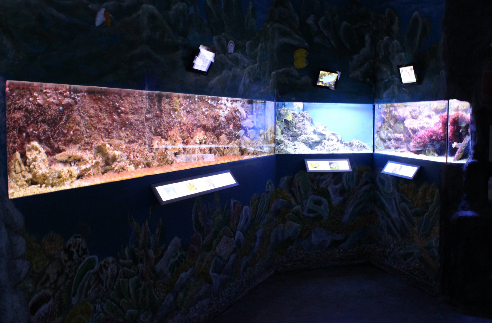 Smaller tropical marinefish tanks