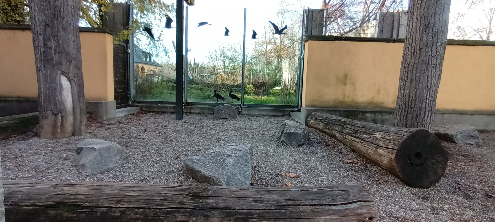 smaller viewing area Syrian brown Bear Enclosure