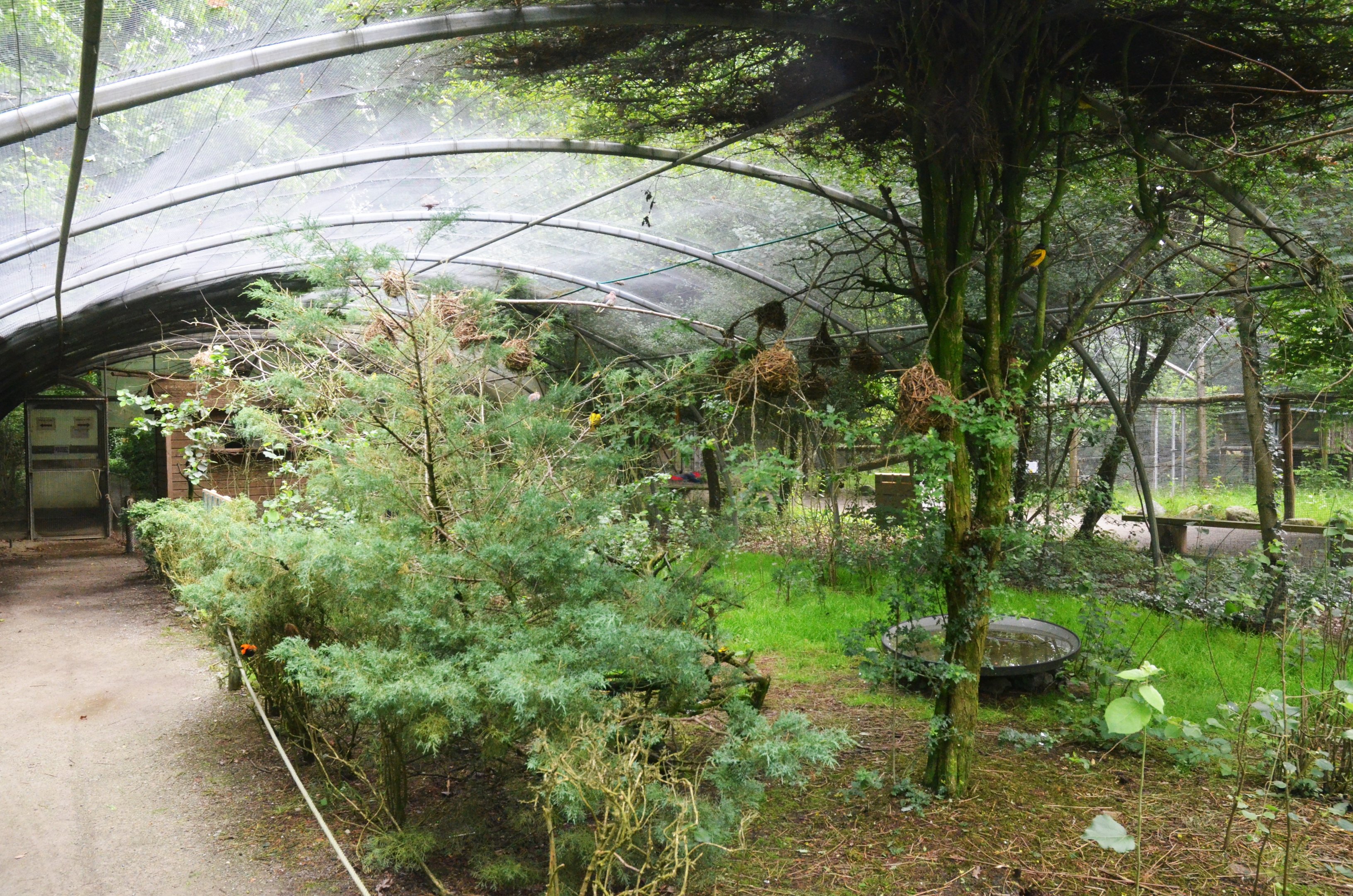 Smaller Walkthrough Aviary at Spaycific'Zoo, 13/06/18