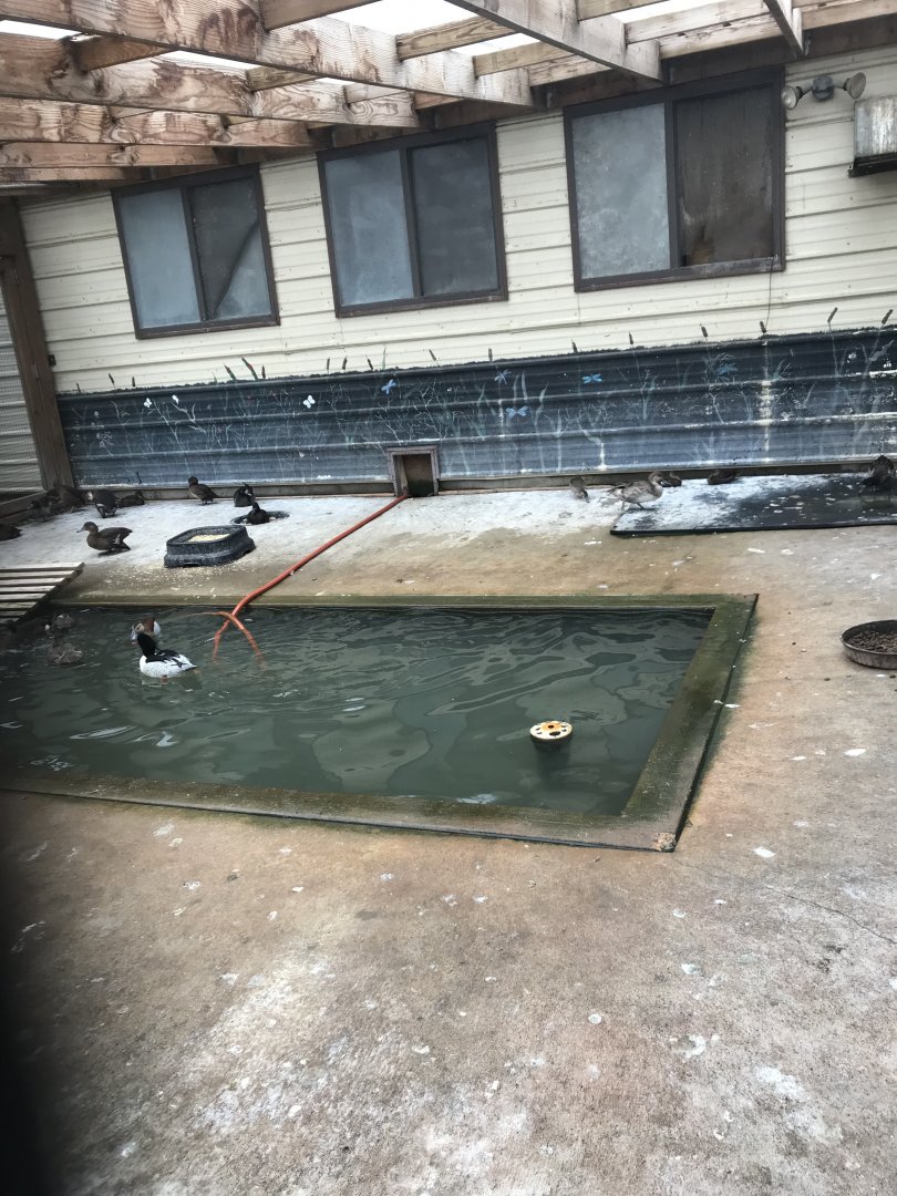 Smaller Waterfowl Exhibit