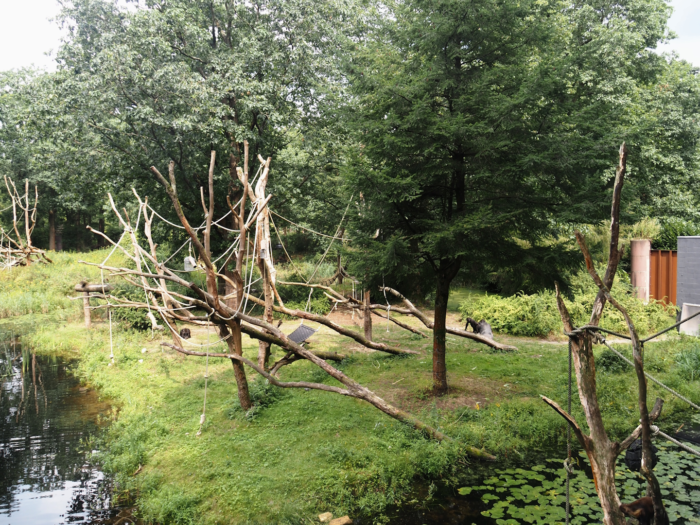 Smaller Western lowland gorilla island for second group with older silverback, 2024-08-18