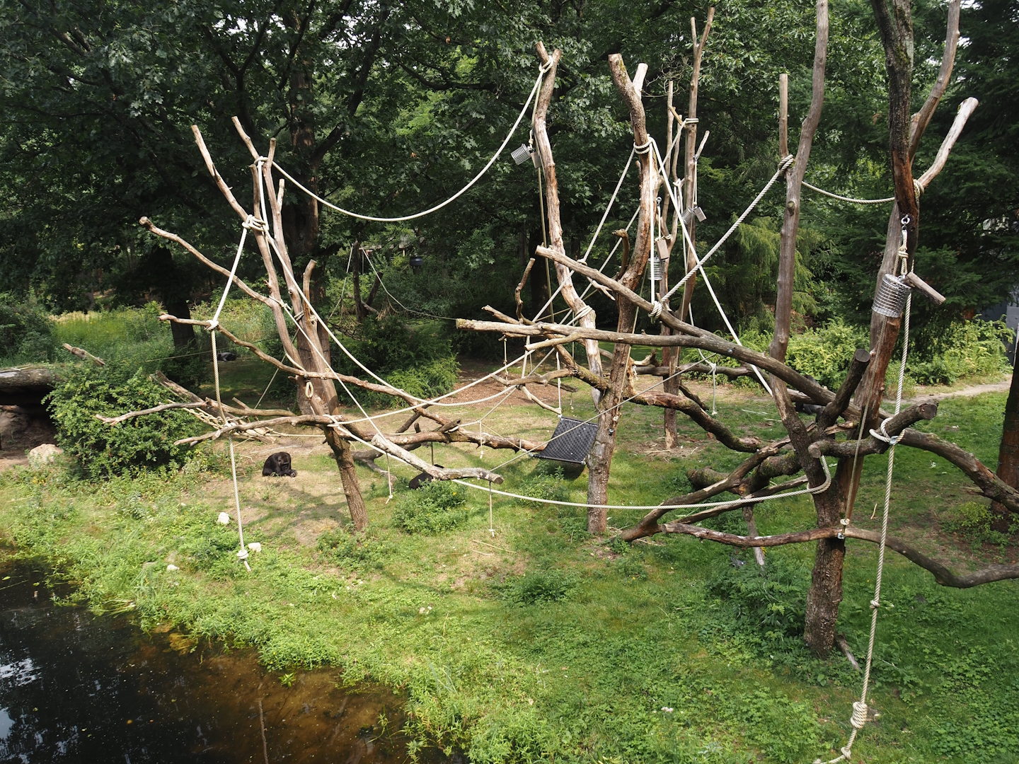 Smaller Western lowland gorilla island for second group with older silverback, 2024-08-18