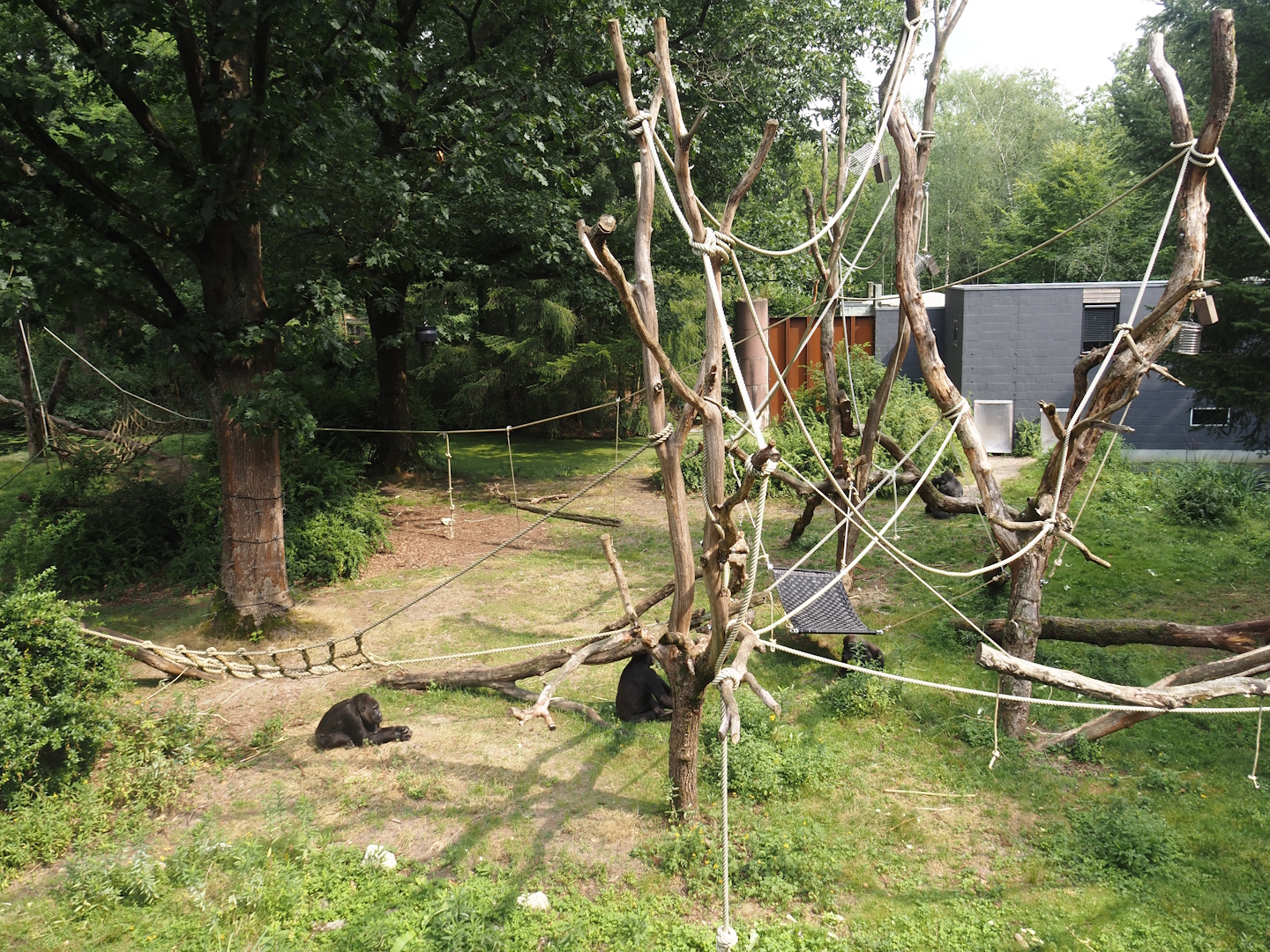Smaller Western lowland gorilla island for second group with older silverback, 2024-08-18