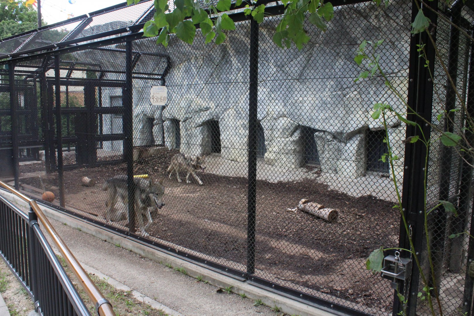 Smaller wolf exhibit