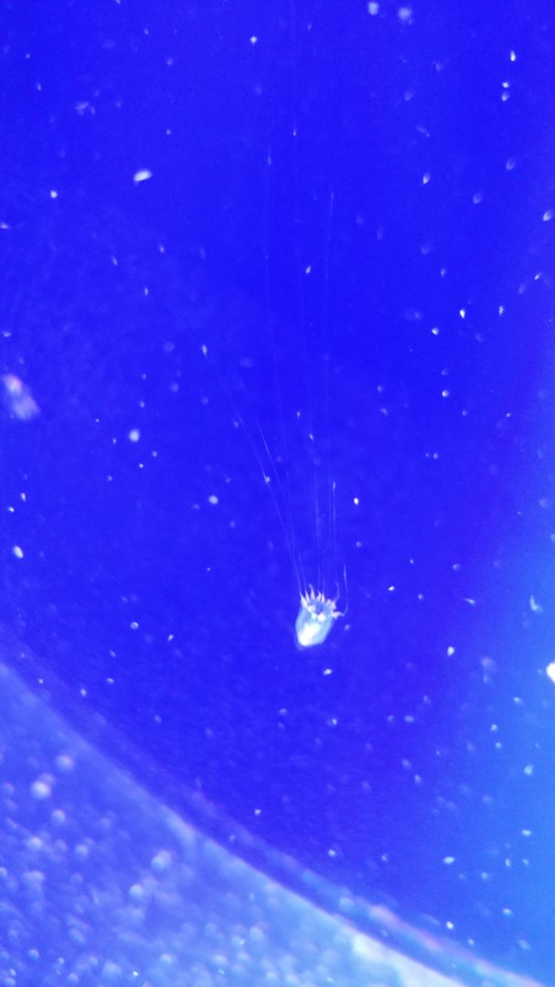 Smallest Jellfish on display (ID)