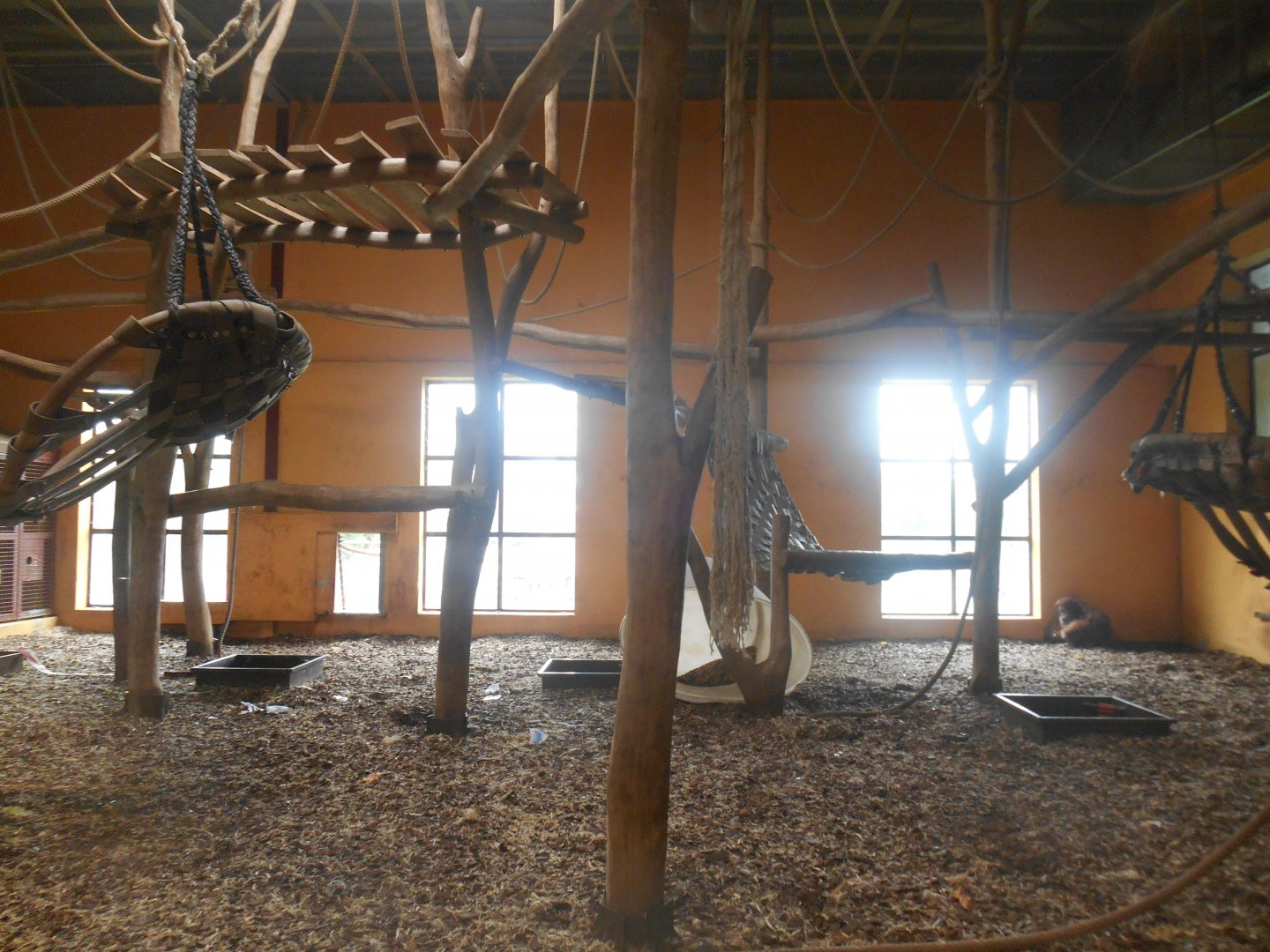 Smallest Orangutans Indoor Exhibit