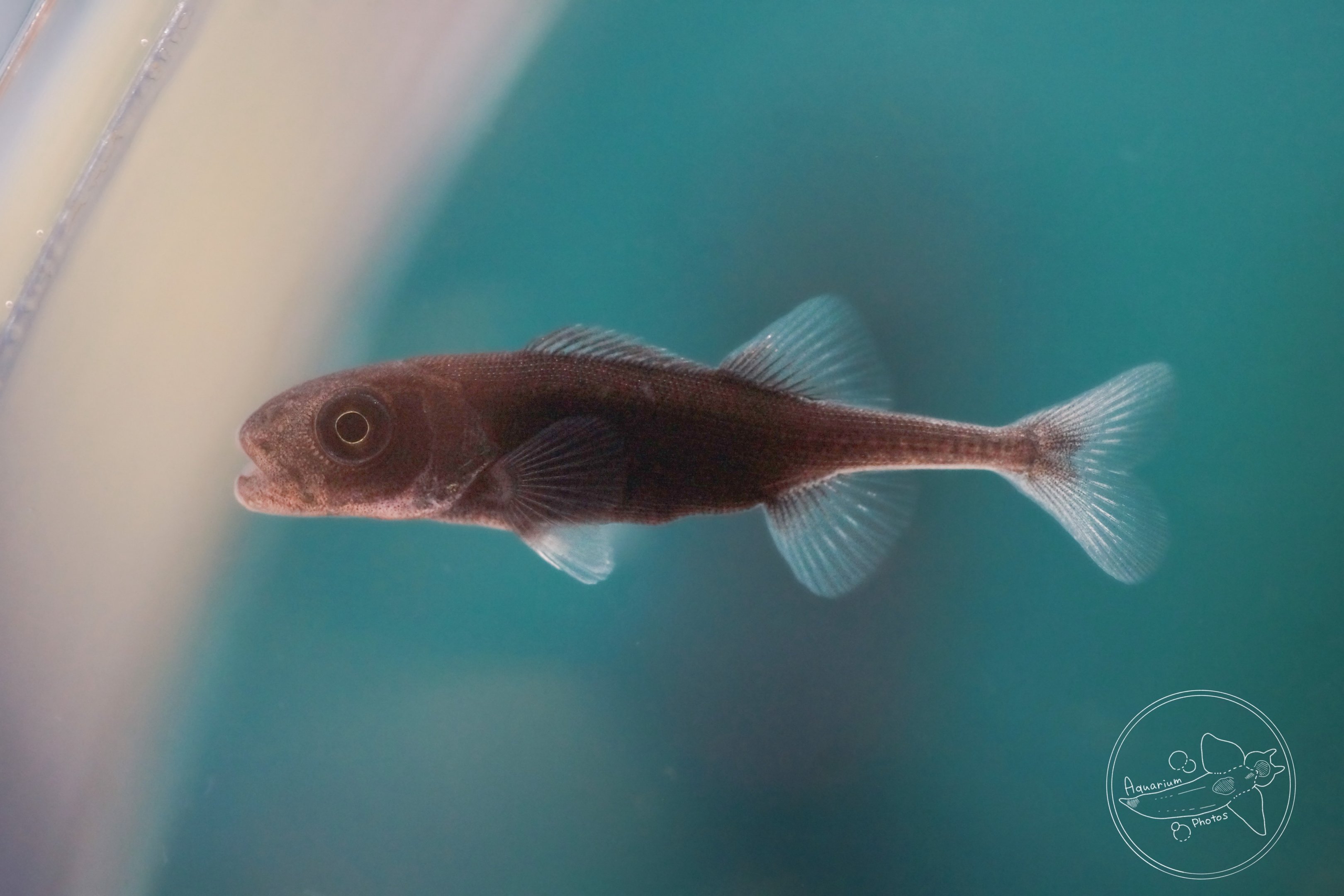 Smalleye Squaretail (Tetragonurus cuvieri)