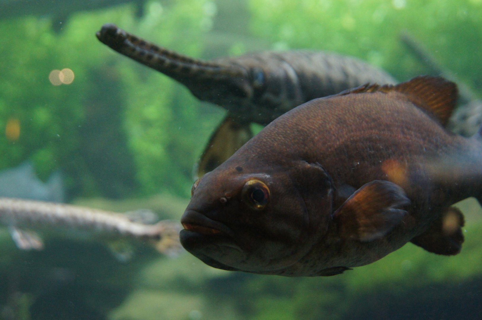 Smallmouth Bass & Longnose Gar