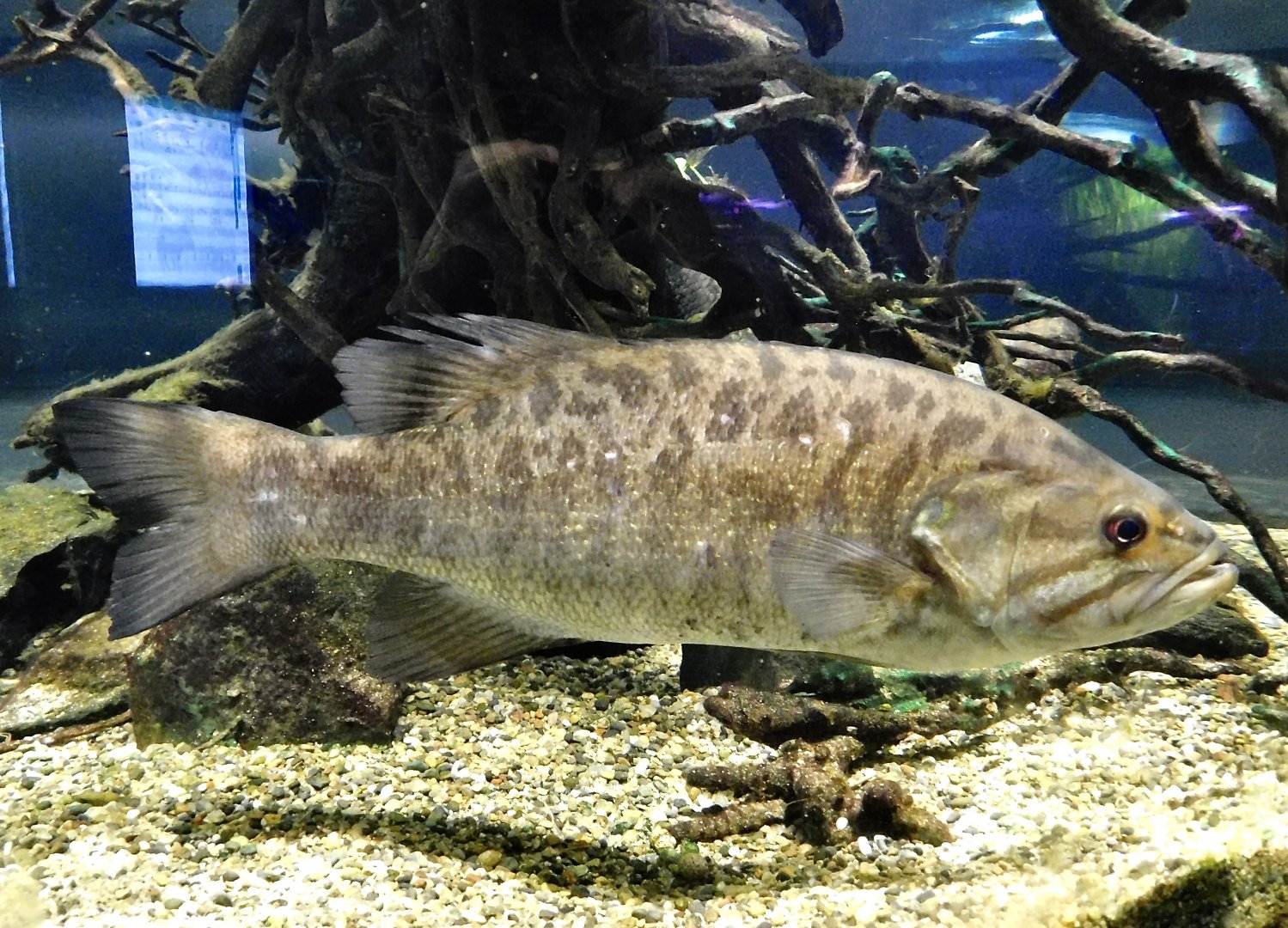 Smallmouth Bass (Micropterus dolomieu) - Kawasaki Aquarium October 21, 2025