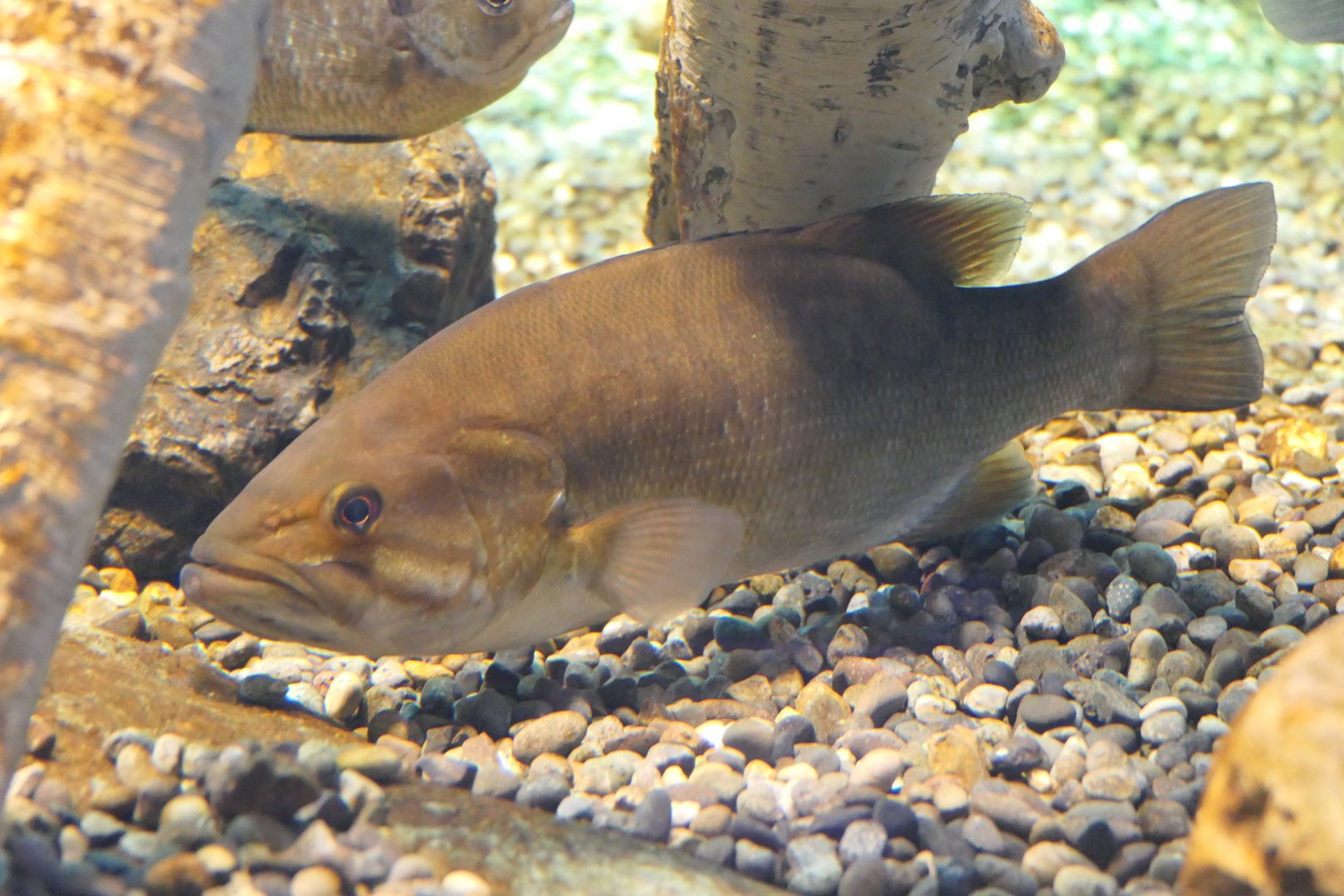 Smallmouth Bass (Micropterus dolomieu) - Lake Biwa Museum