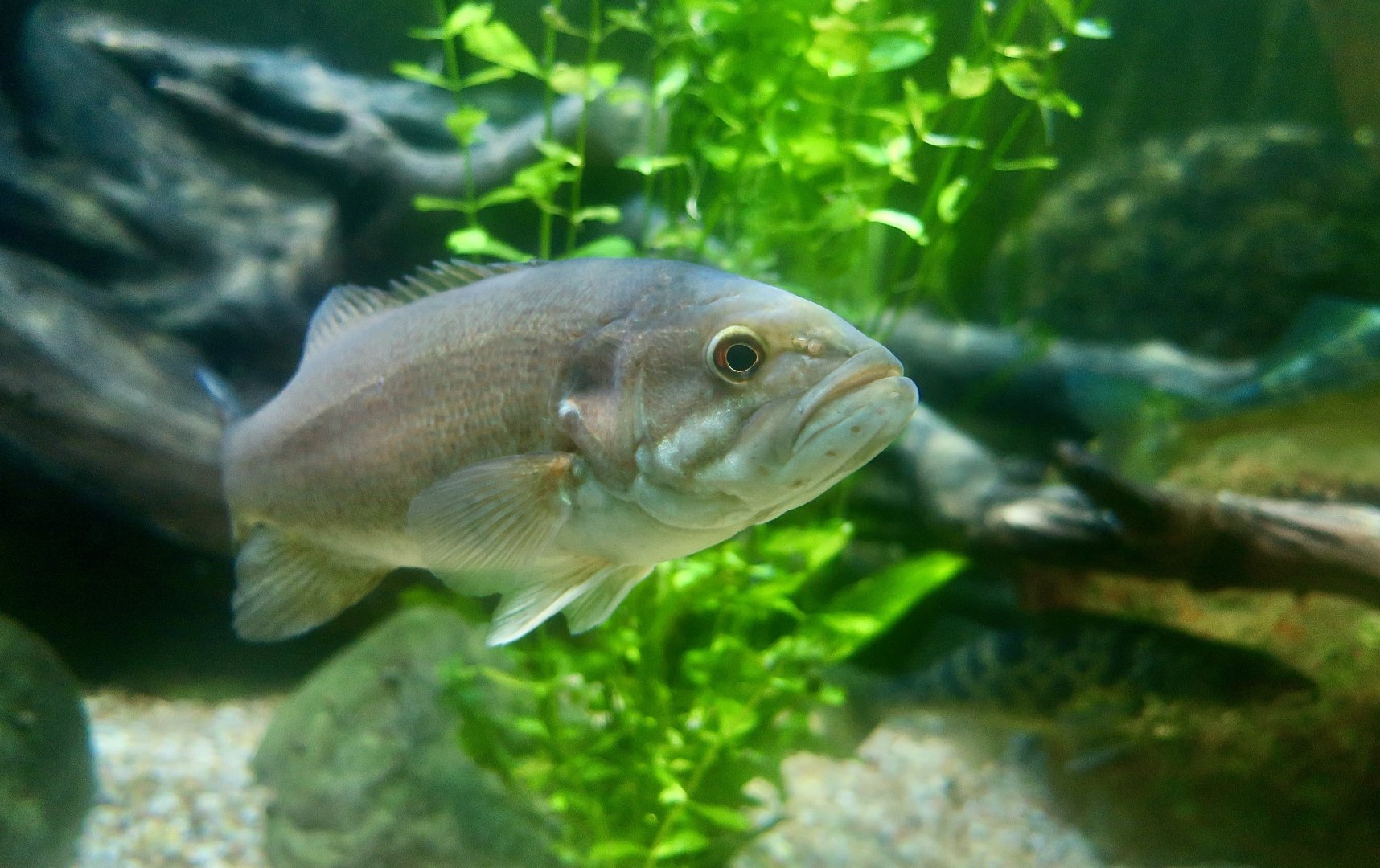 Smallmouth Bass (Micropterus dolomieu)
