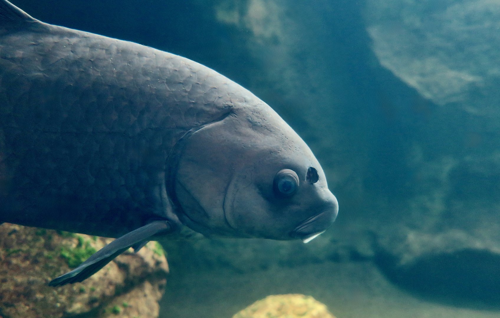 Smallmouth Buffalo (	Ictiobus bubalus)